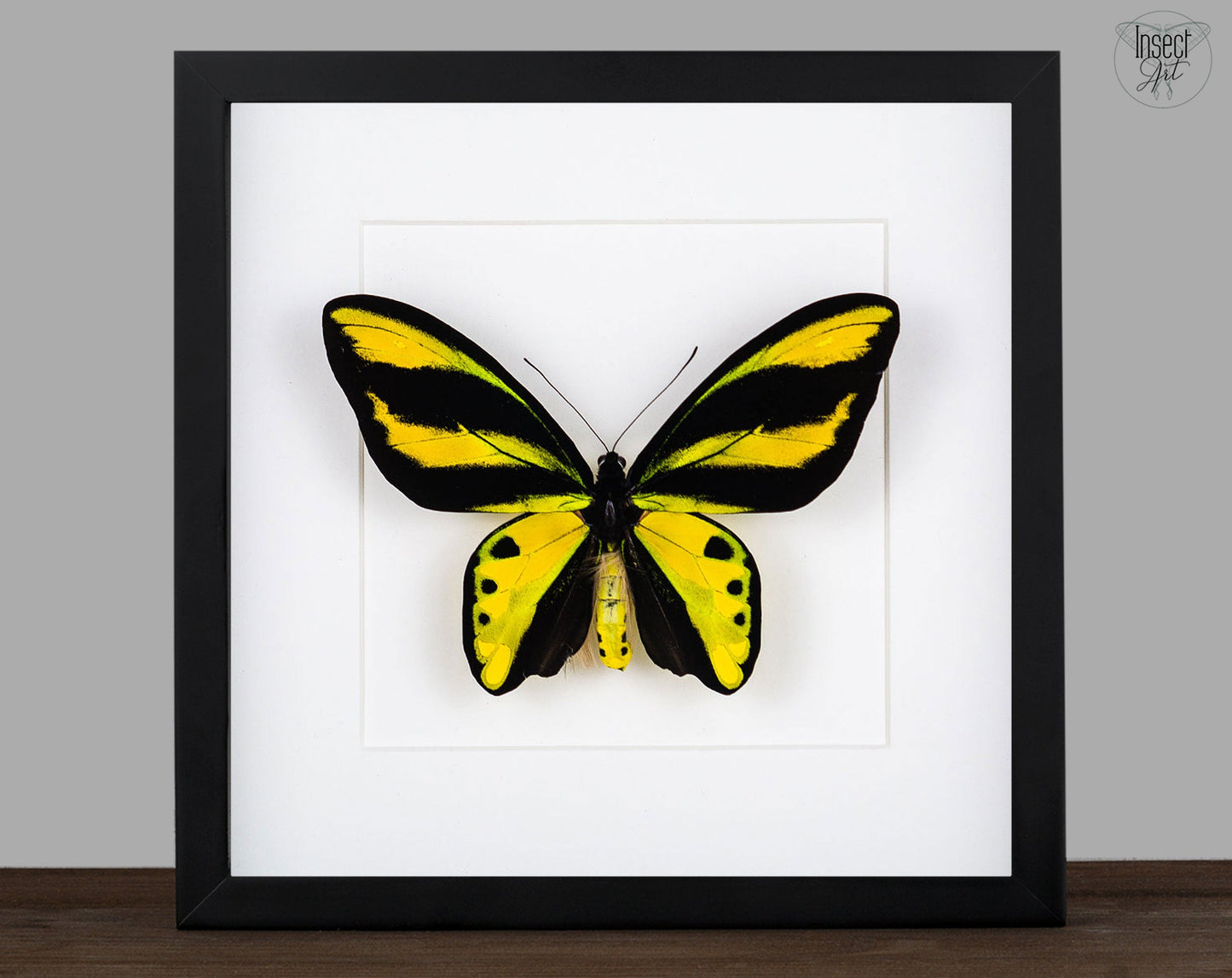 Ornithoptera tithonus misresiana ♂  Schmetterling InsectArt