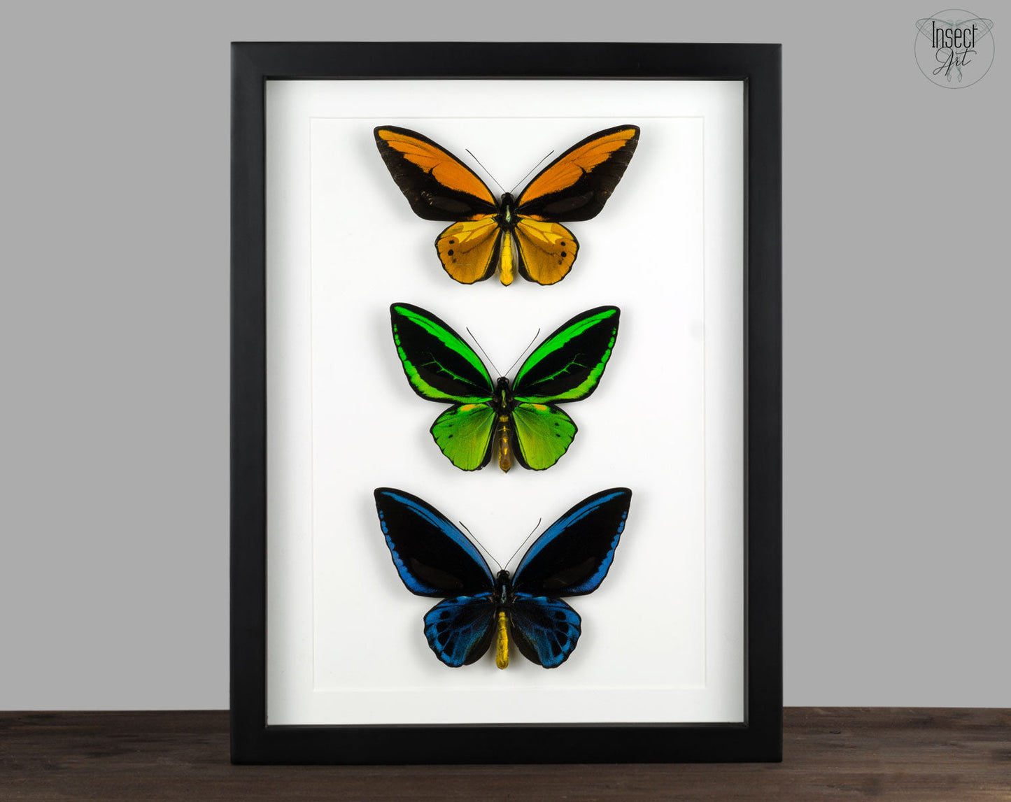 Trio Ornithoptera priamus Vogelfalter XL ♂  Schmetterling InsectArt