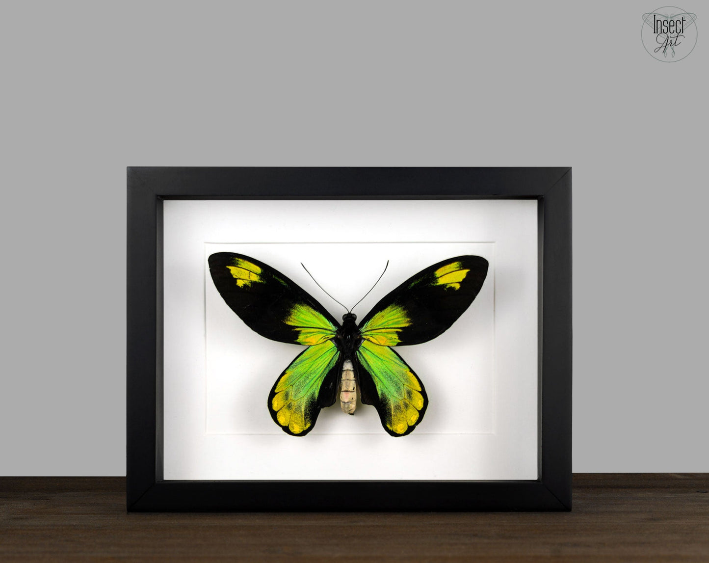 Ornithoptera victoriae ♂  Schmetterling InsectArt