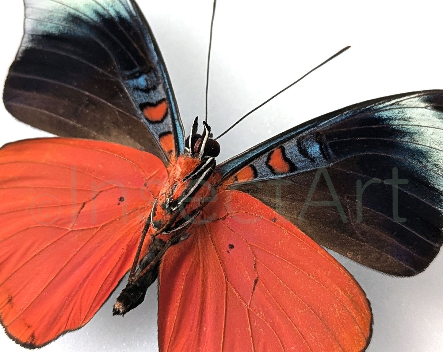 Panacea prola Verso  Schmetterling InsectArt