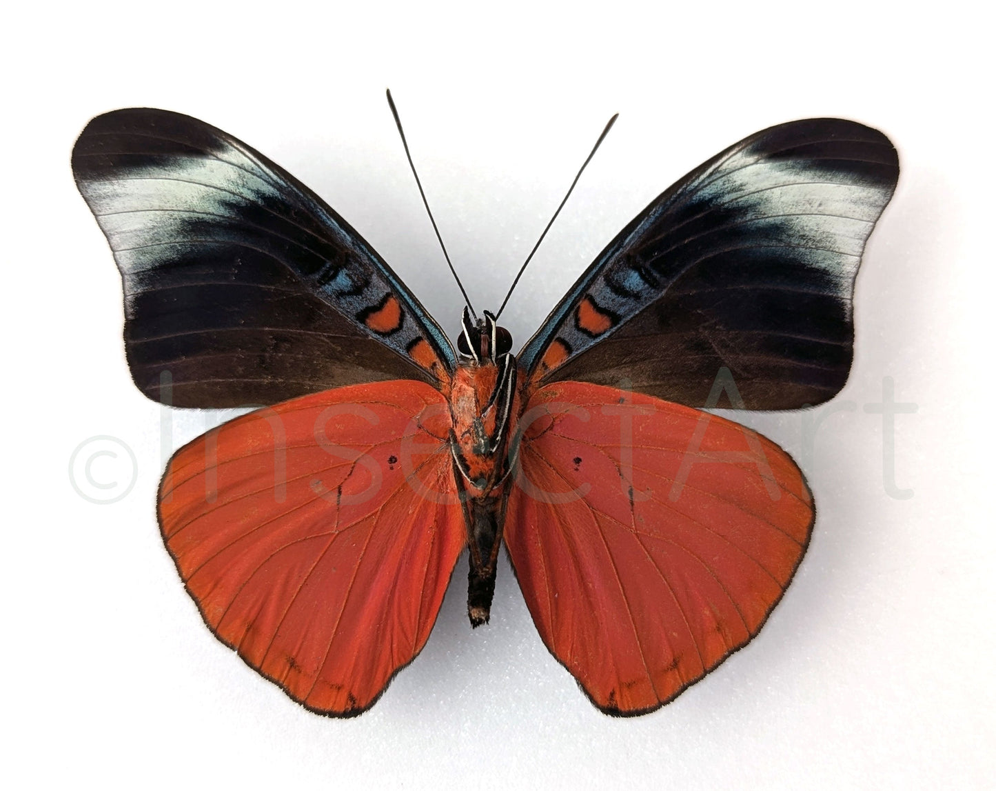 Panacea prola Verso  Schmetterling InsectArt