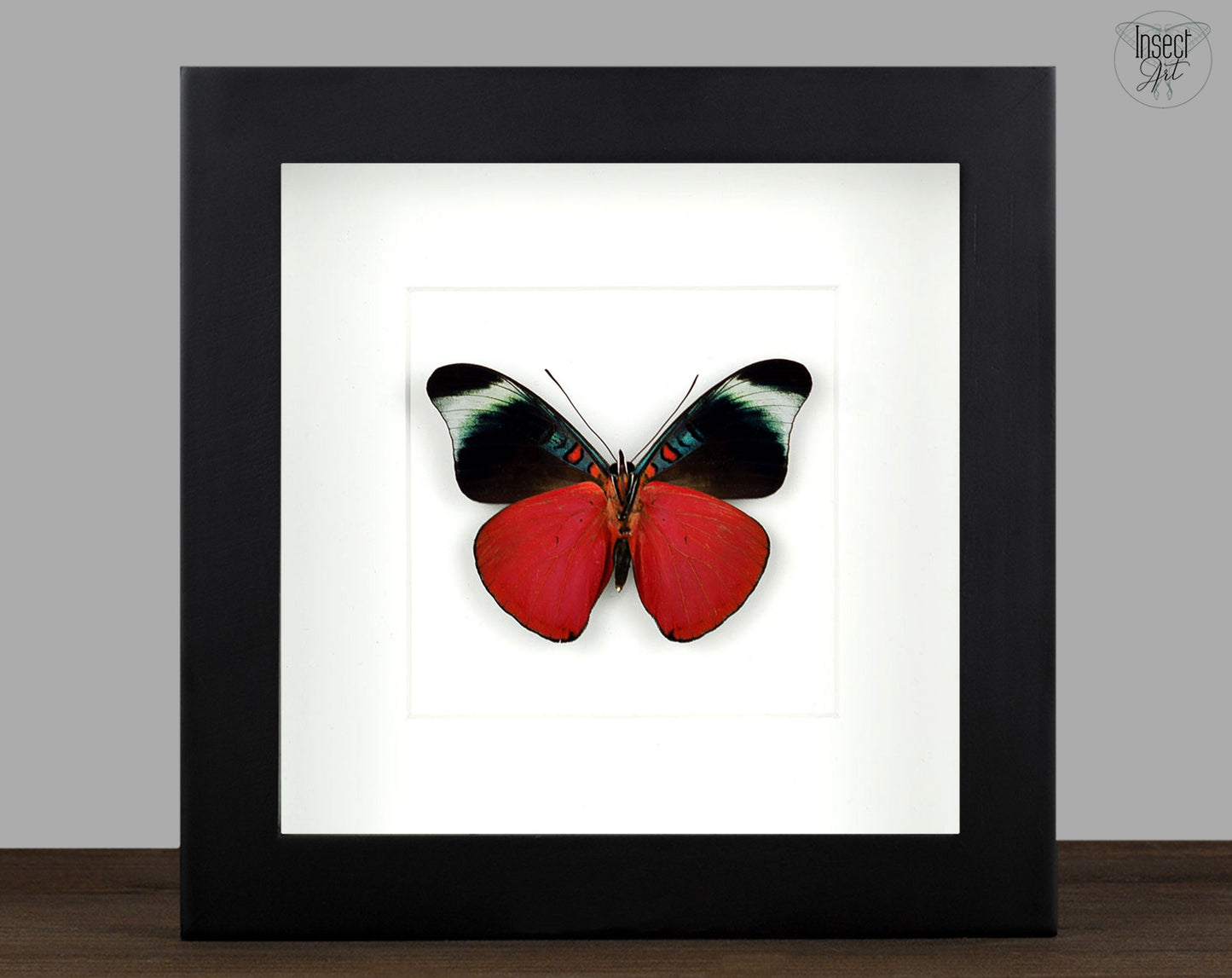 Panacea prola Verso  Schmetterling InsectArt