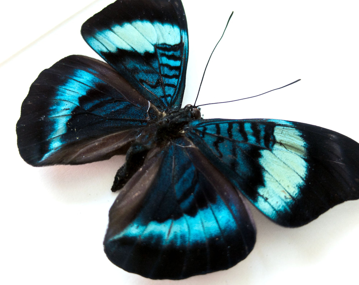 Panacea prola  Schmetterling InsectArt