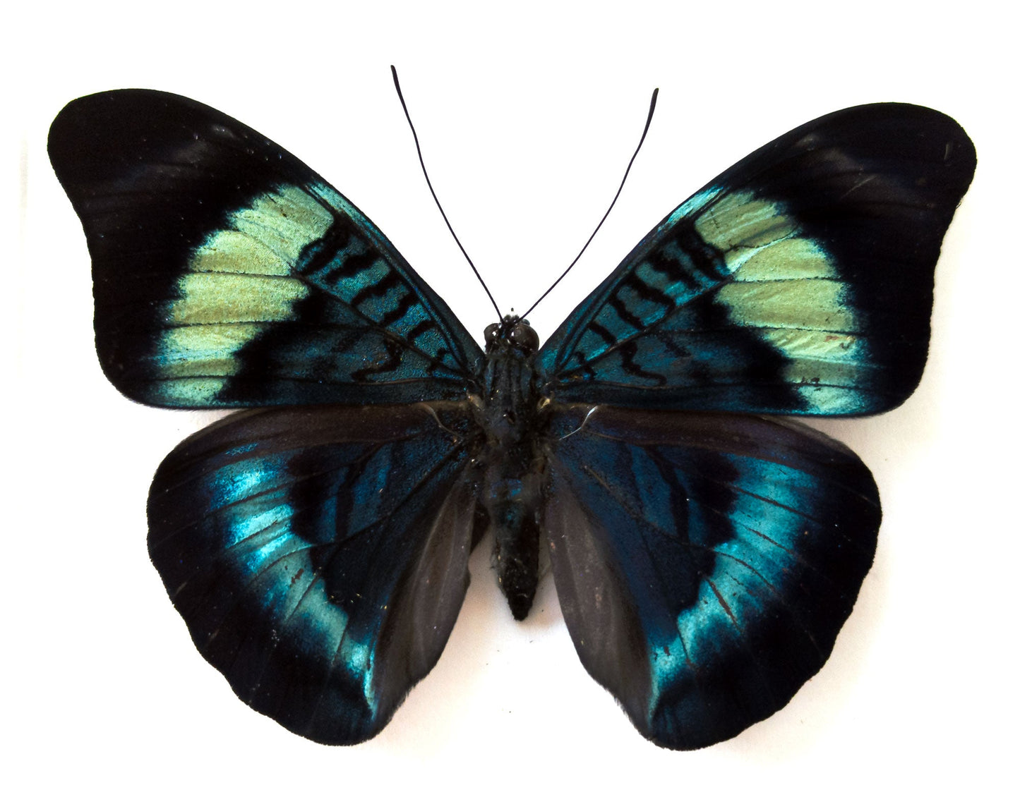 Panacea prola  Schmetterling InsectArt