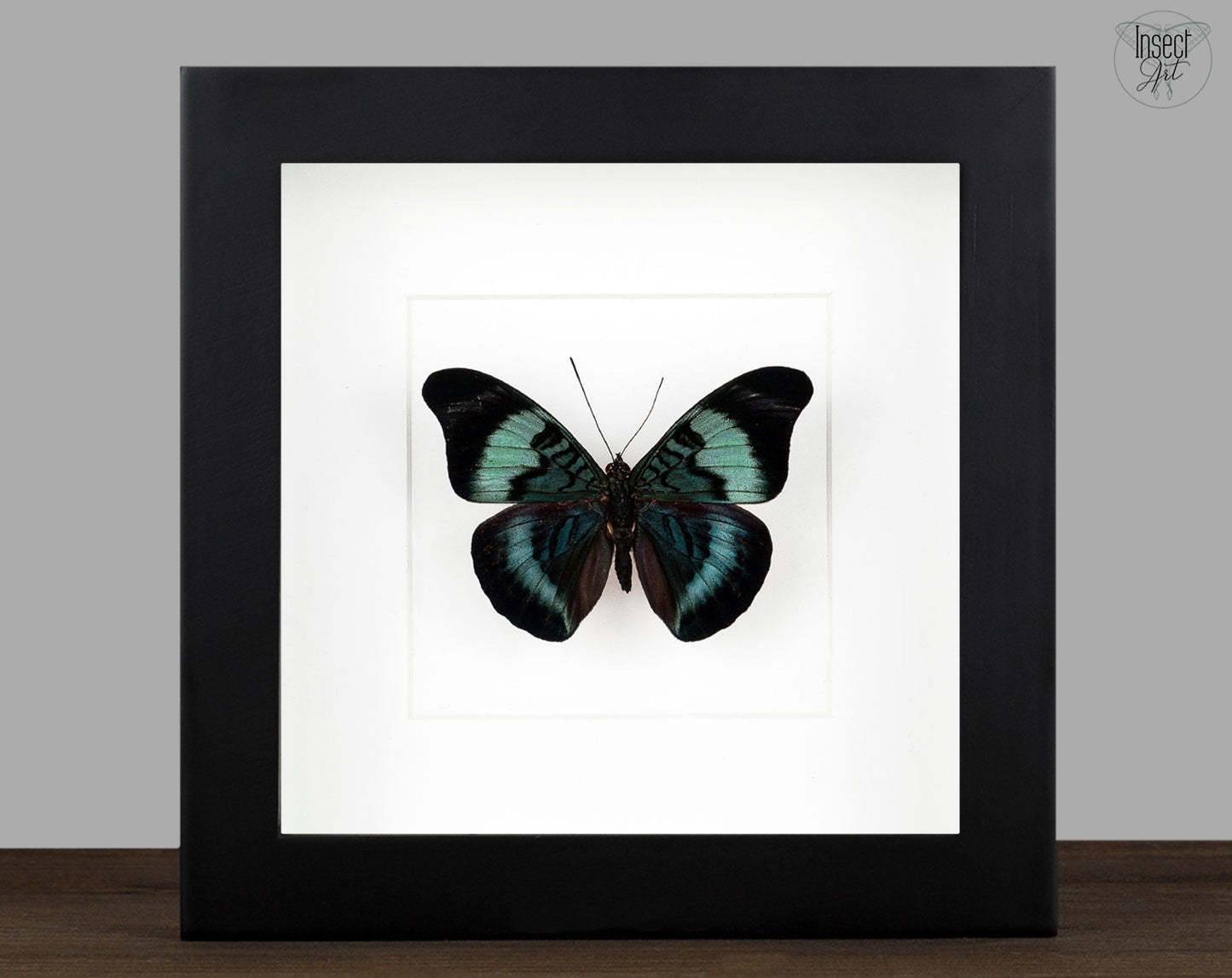 Panacea prola  Schmetterling InsectArt