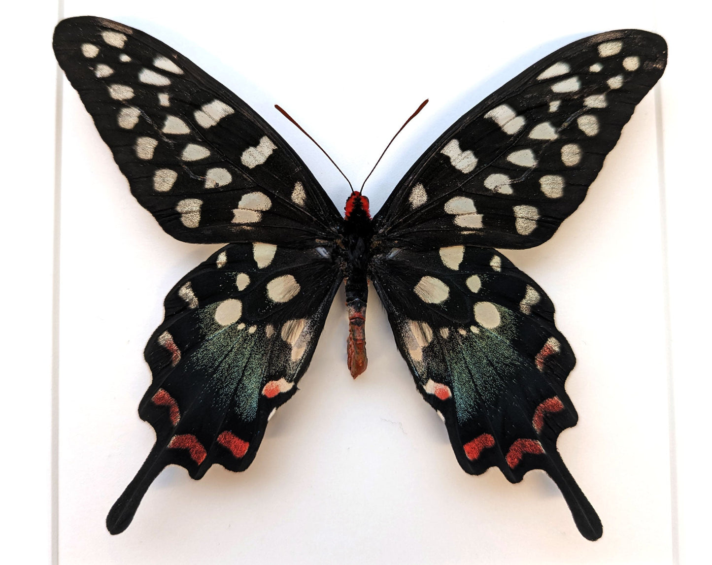 Papilio antenor ♂  Schmetterling InsectArt