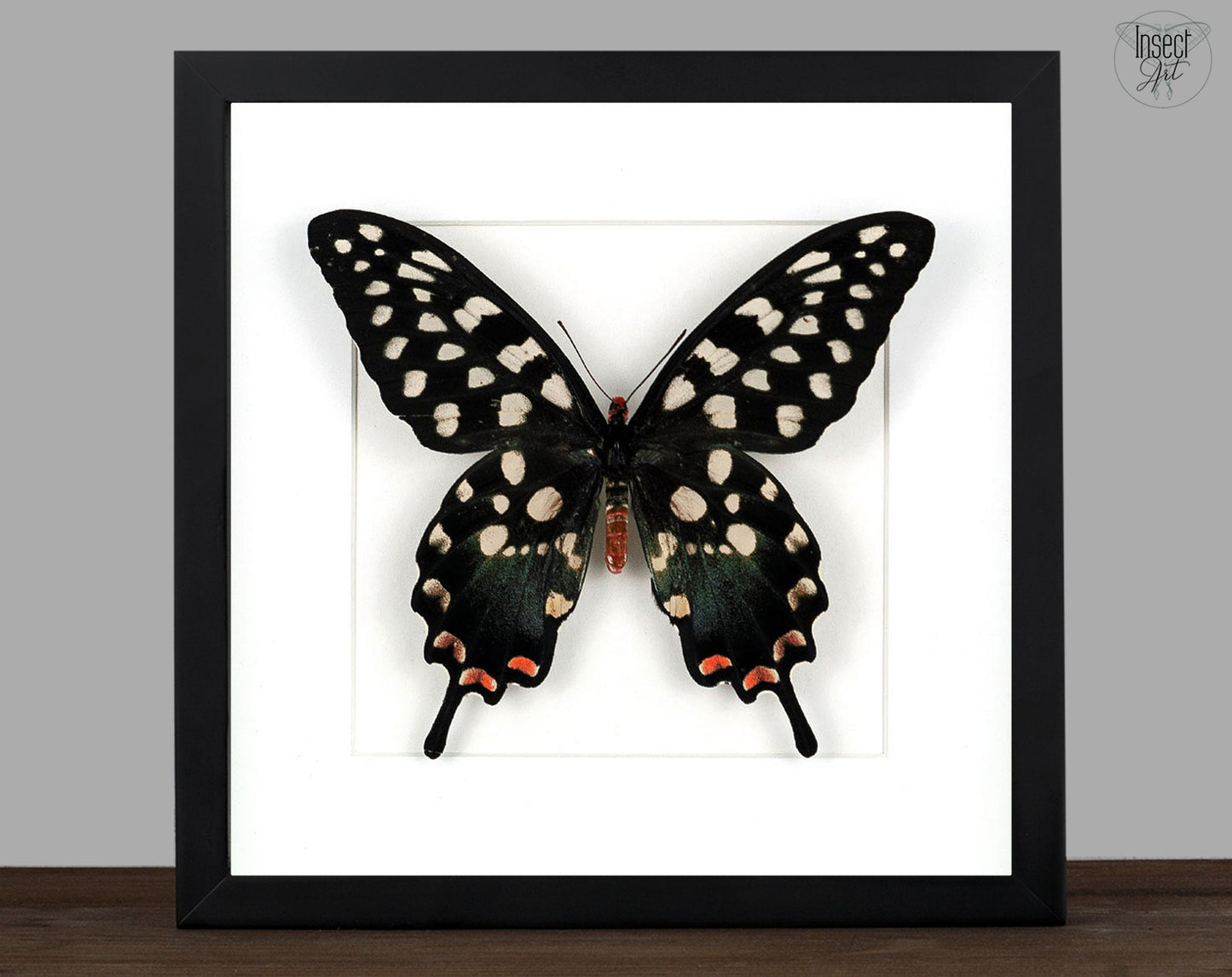 Papilio antenor ♂  Schmetterling InsectArt