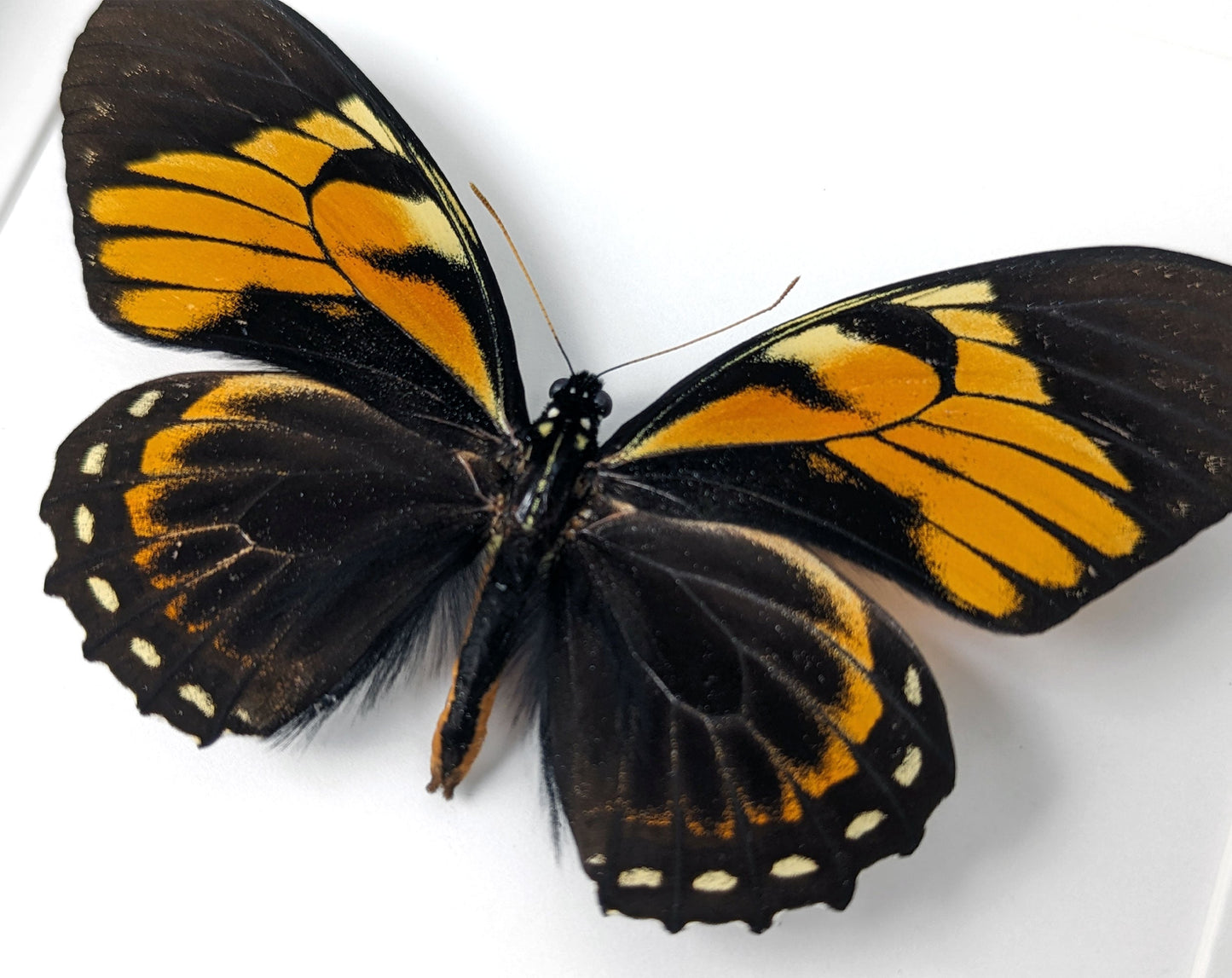 Papilio bachus ♂  Schmetterling InsectArt