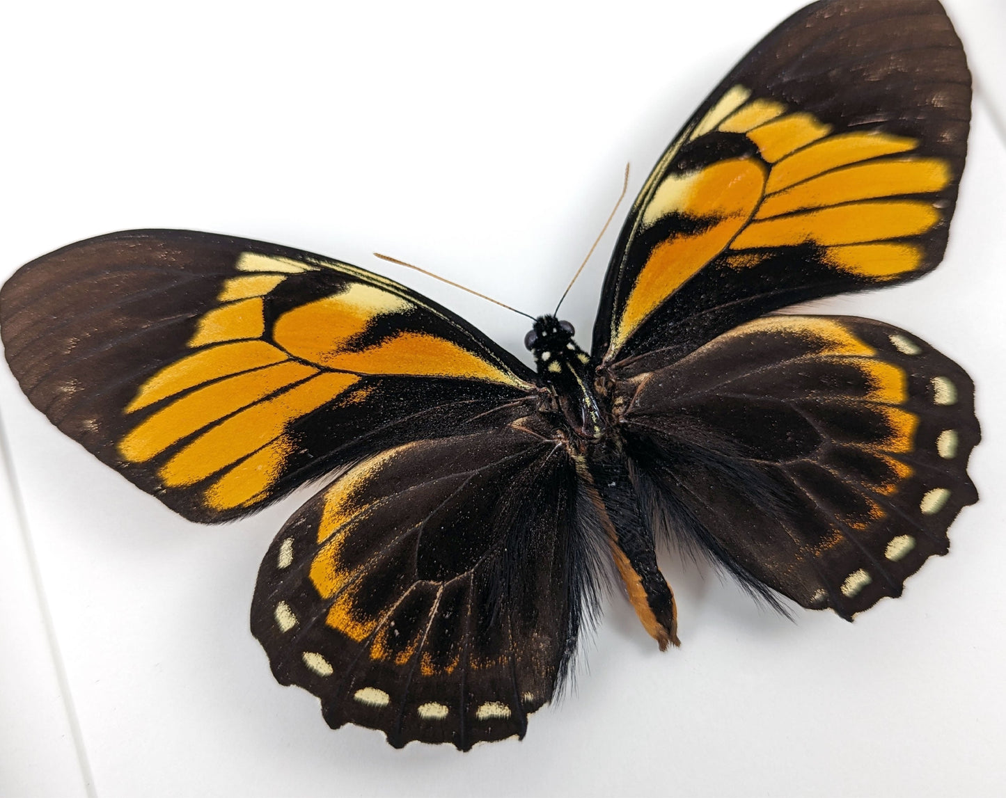 Papilio bachus ♂  Schmetterling InsectArt