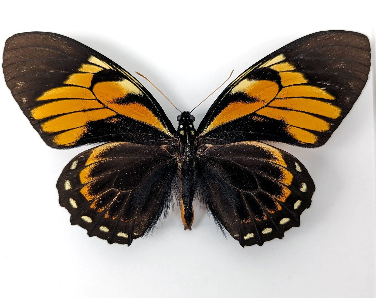 Papilio bachus ♂  Schmetterling InsectArt