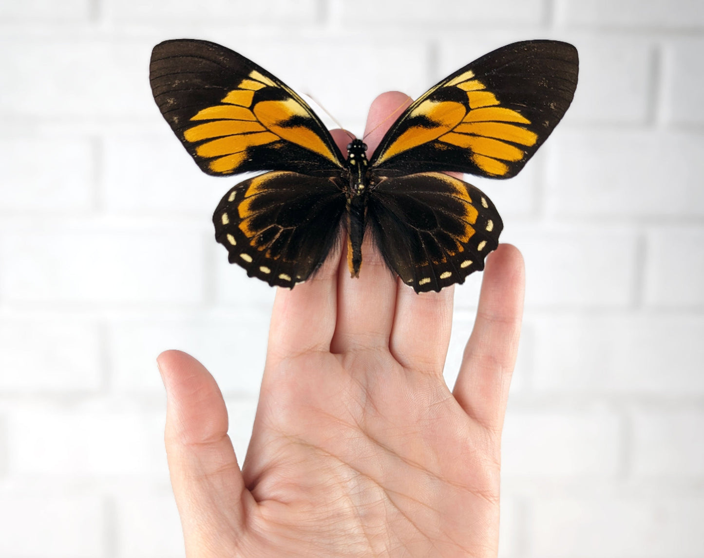 Papilio bachus ♂  Schmetterling InsectArt