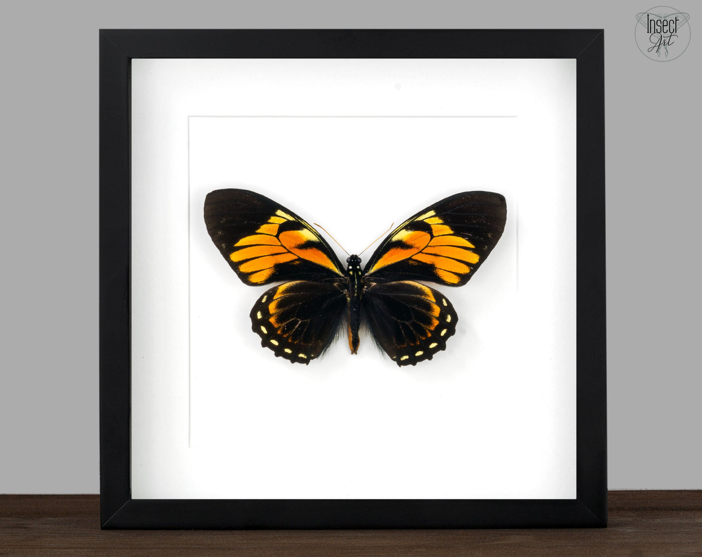 Papilio bachus ♂  Schmetterling InsectArt