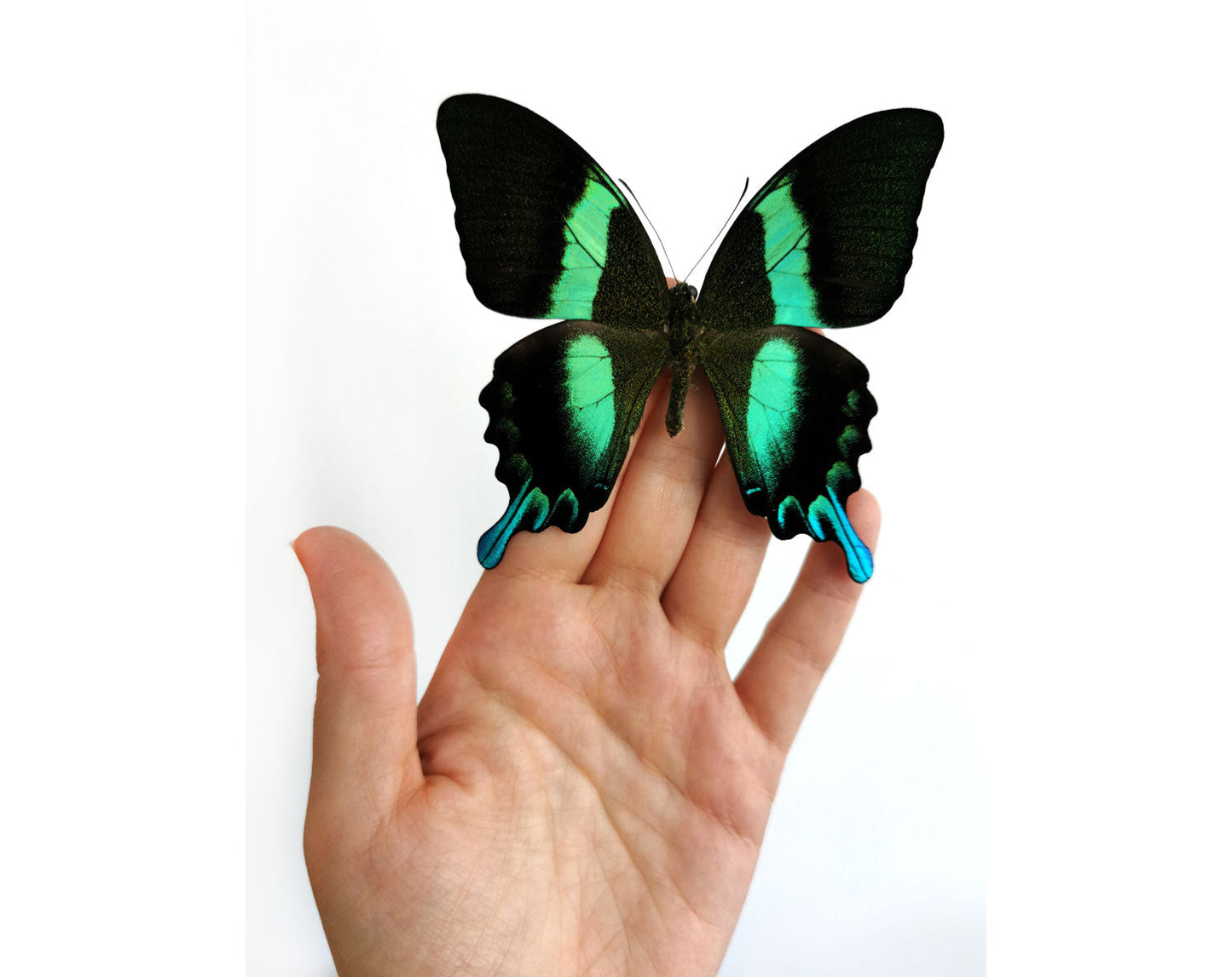 Papilio blumei ♂ A2  Schmetterling InsectArt