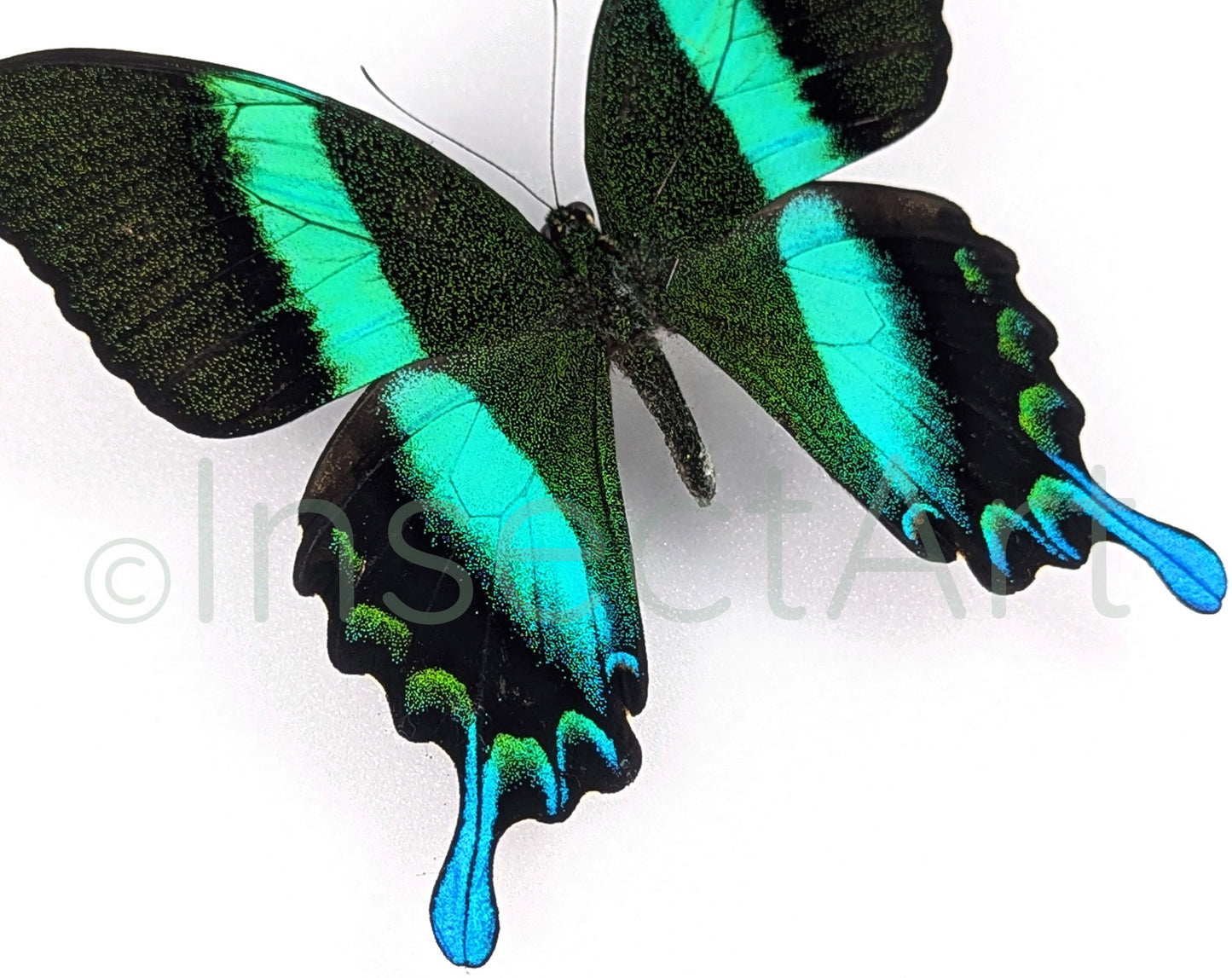 Papilio blumei ♂  Schmetterling InsectArt