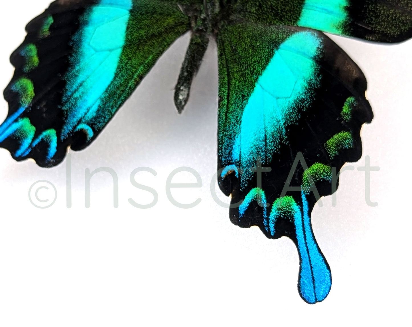 Papilio blumei ♂  Schmetterling InsectArt