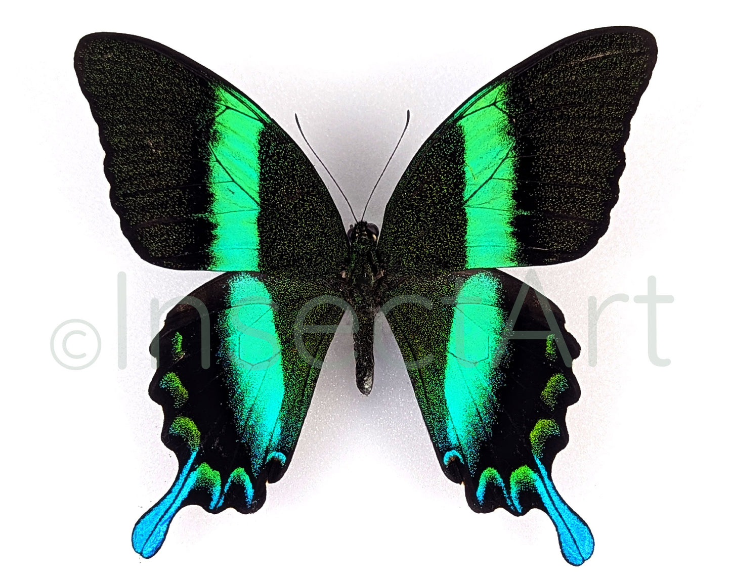 Papilio blumei ♂  Schmetterling InsectArt