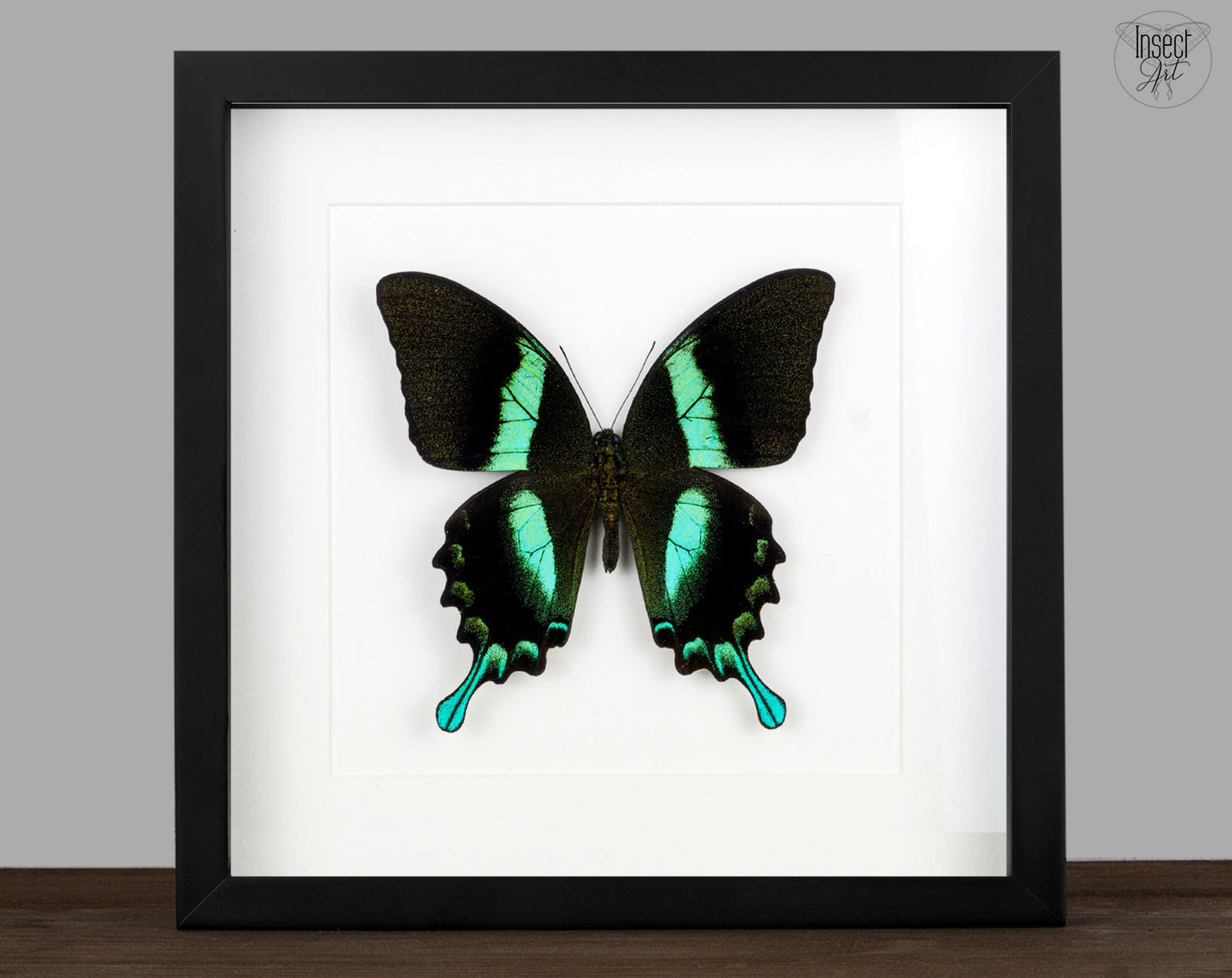 Papilio blumei ♂ A2  Schmetterling InsectArt