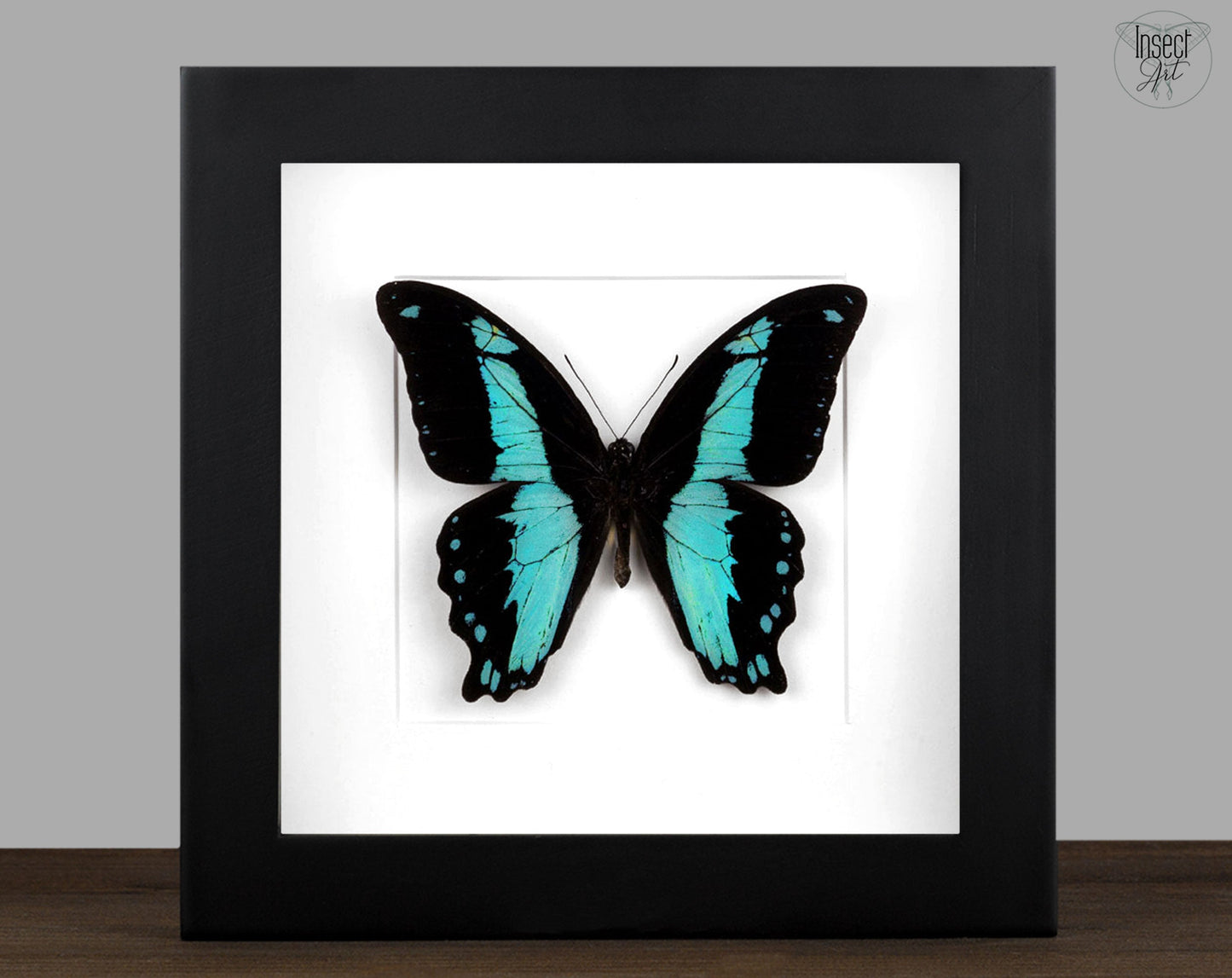 Papilio bromius  Schmetterling InsectArt