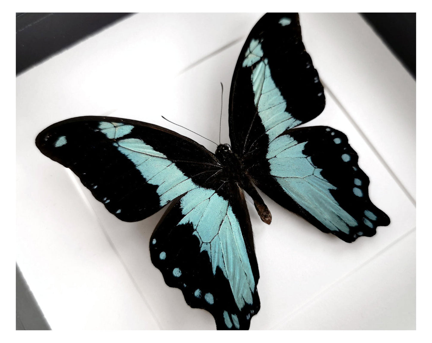 Papilio bromius  Schmetterling InsectArt