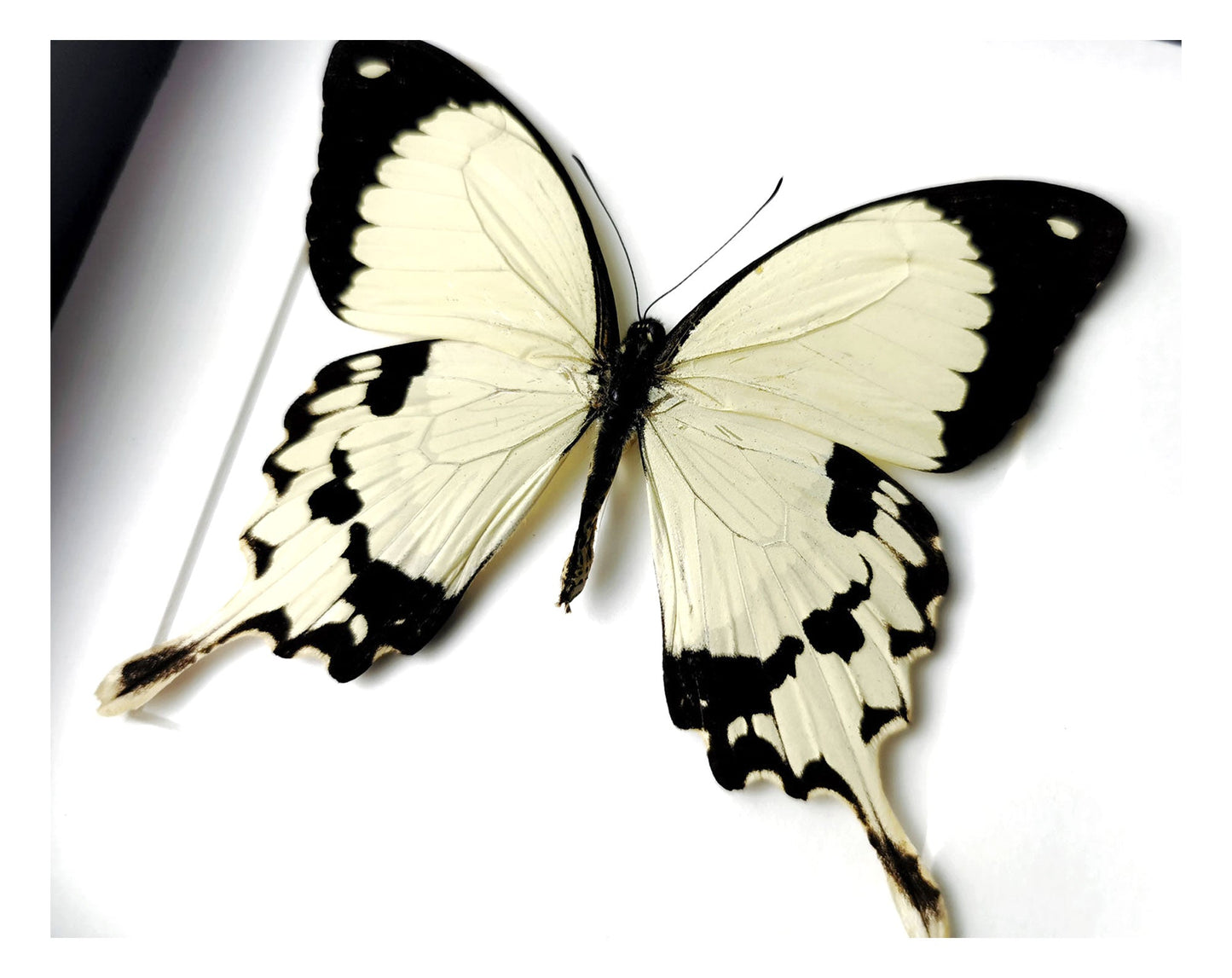 Papilio dardanus  Schmetterling InsectArt