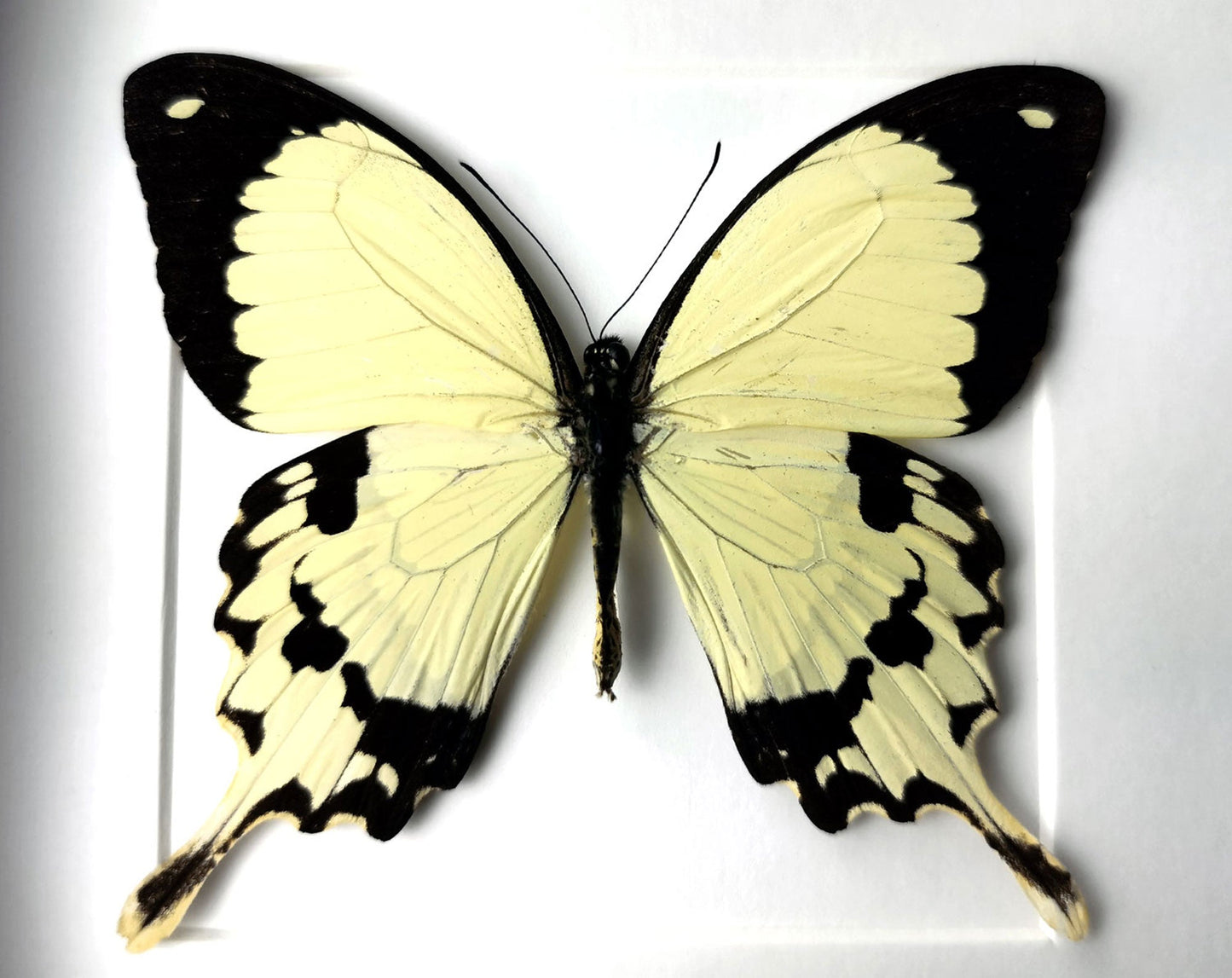 Papilio dardanus  Schmetterling InsectArt