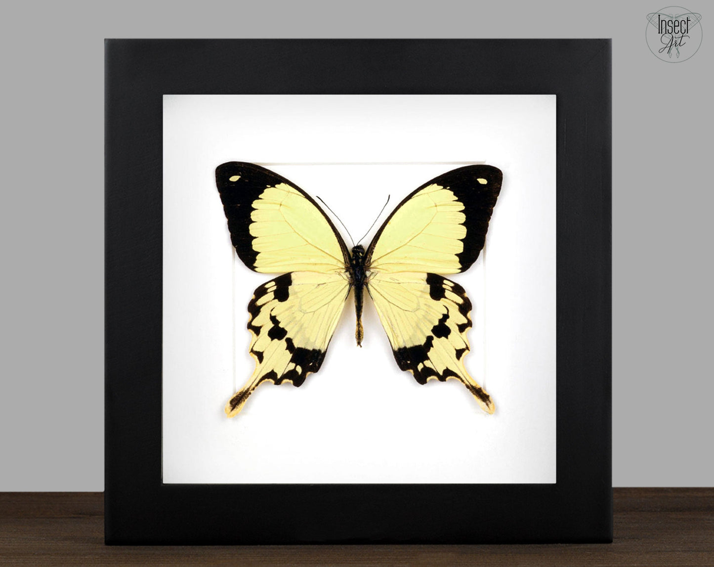 Papilio dardanus  Schmetterling InsectArt