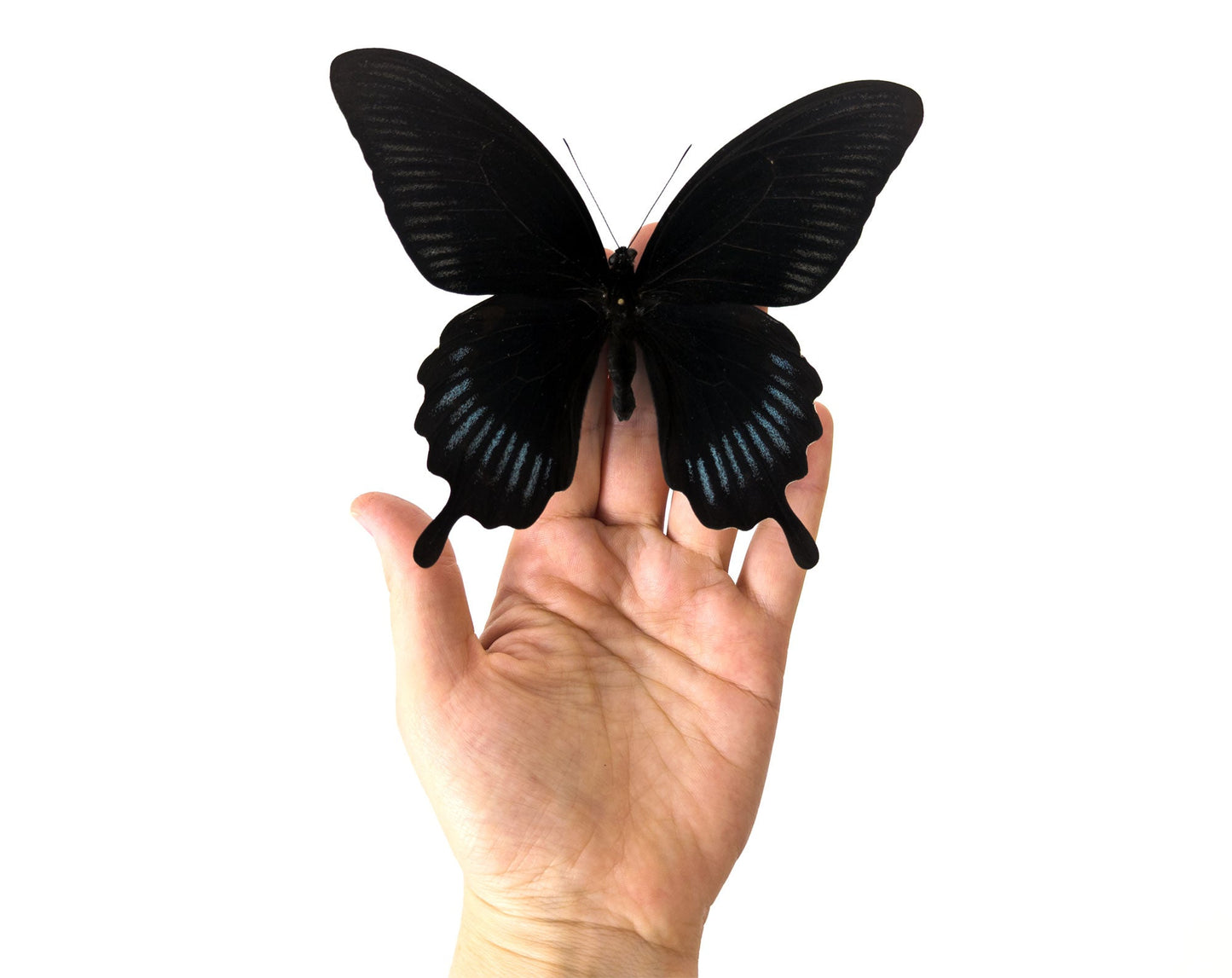 Papilio deiphobus ♂  Schmetterling InsectArt