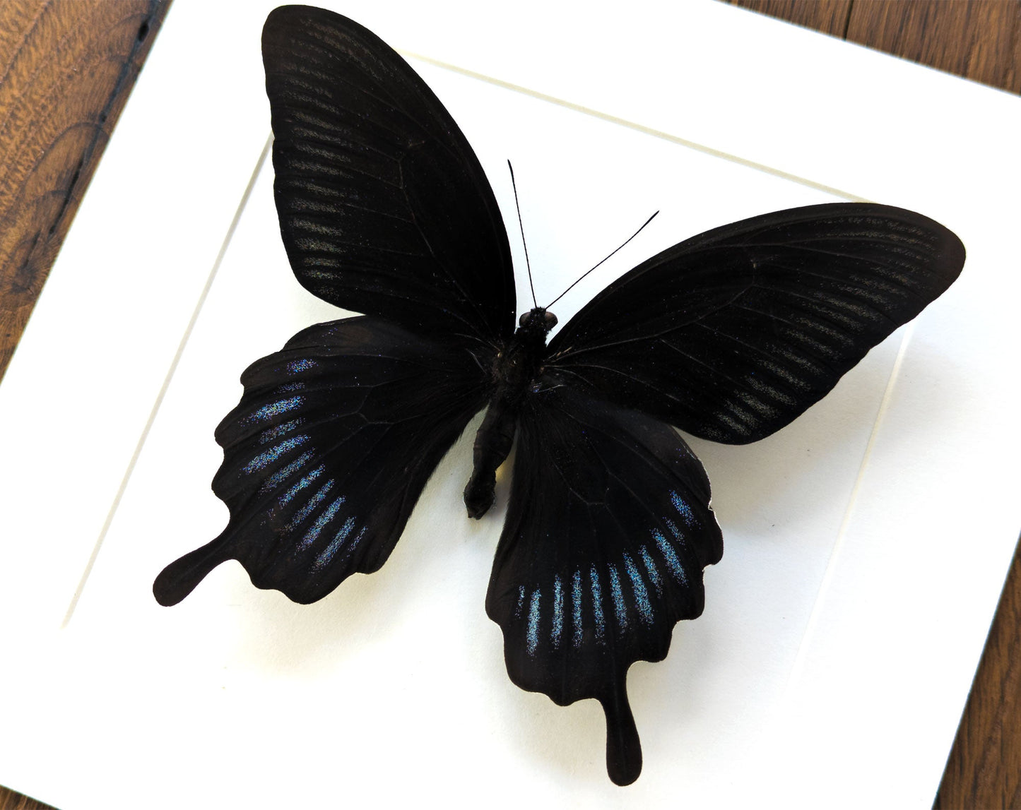 Papilio deiphobus ♂  Schmetterling InsectArt