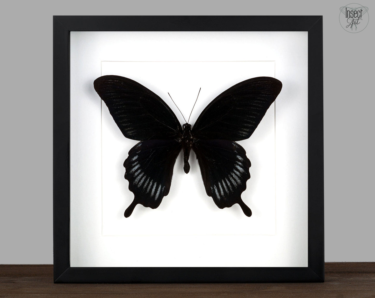 Papilio deiphobus ♂  Schmetterling InsectArt