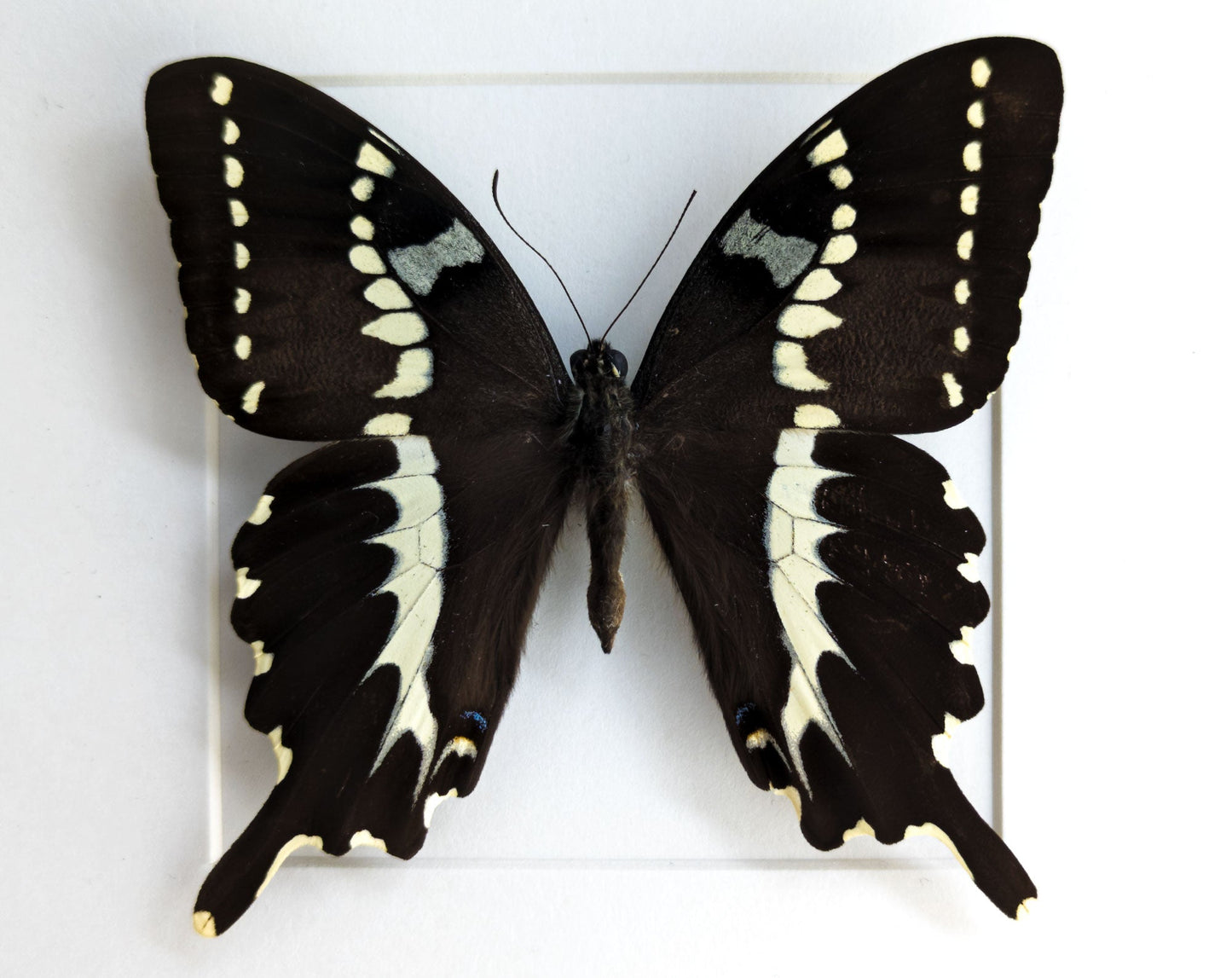 Papilio delalandei ♂  Schmetterling InsectArt