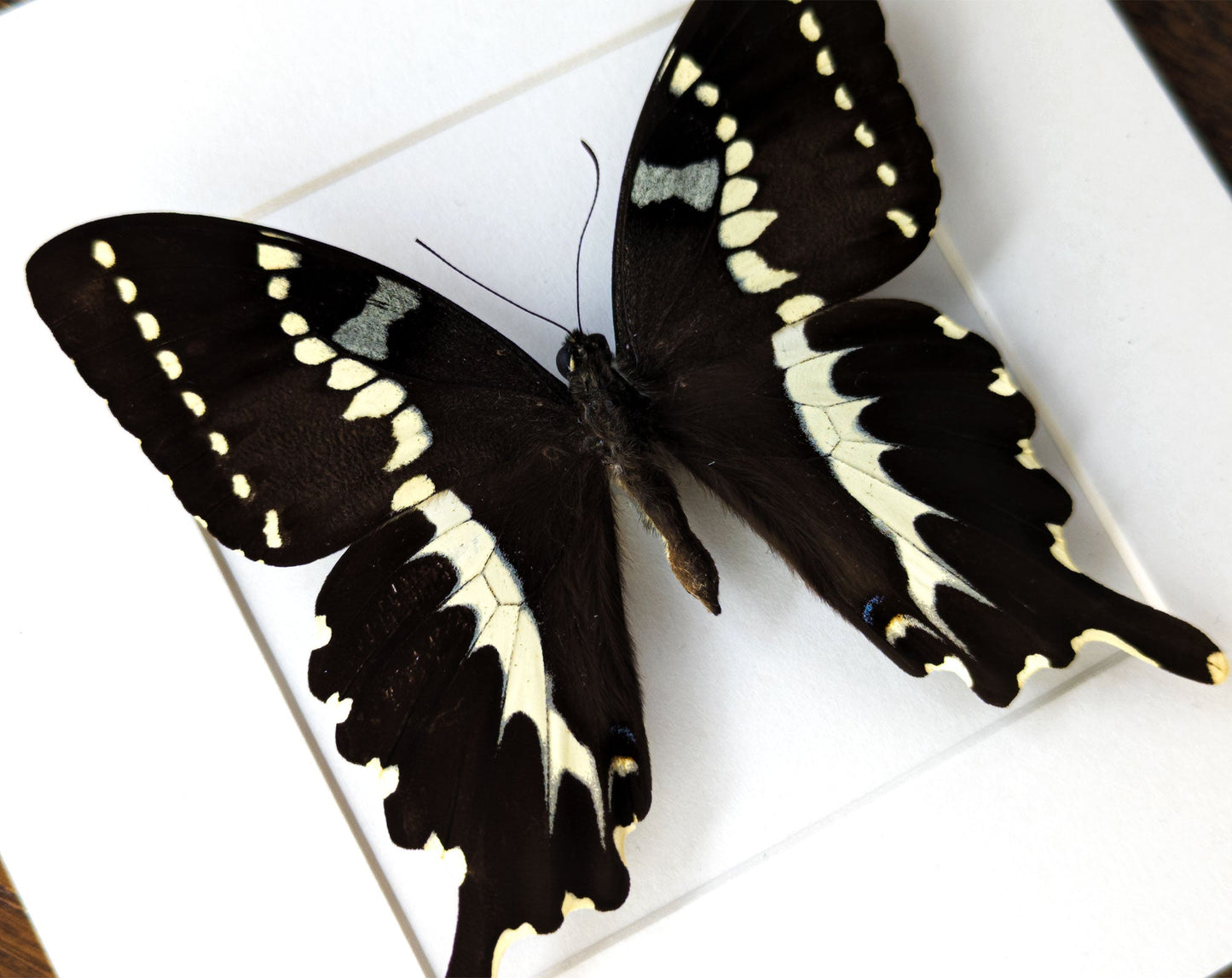 Papilio delalandei ♂  Schmetterling InsectArt