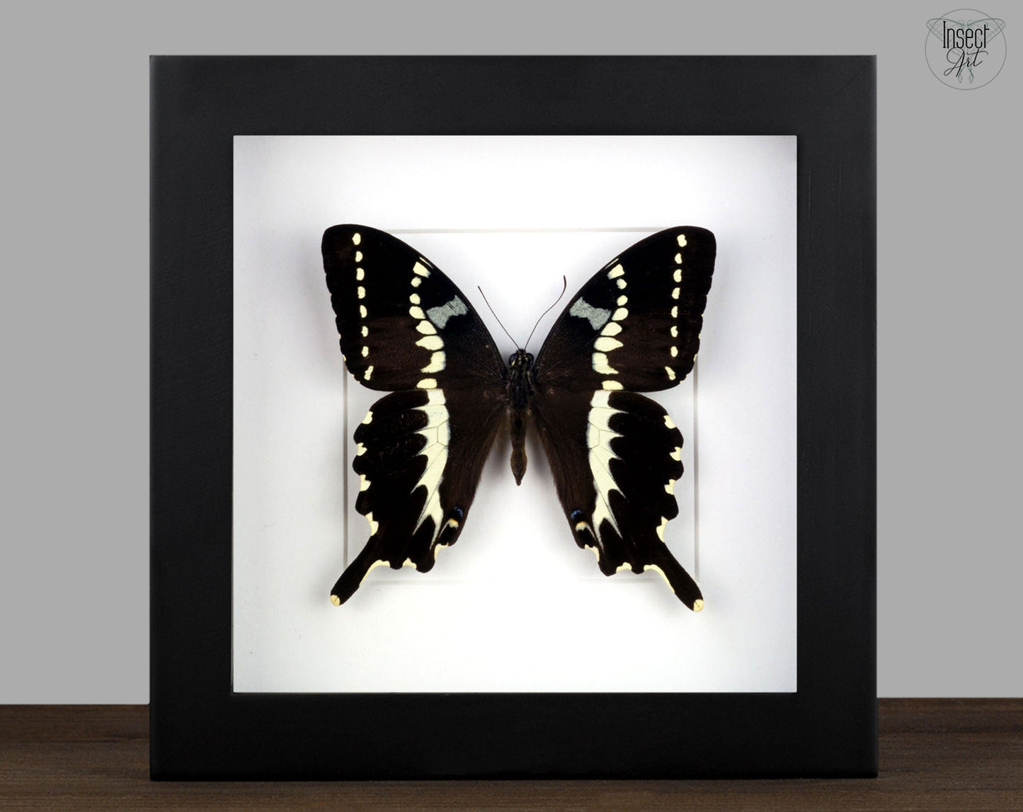 Papilio delalandei ♂  Schmetterling InsectArt