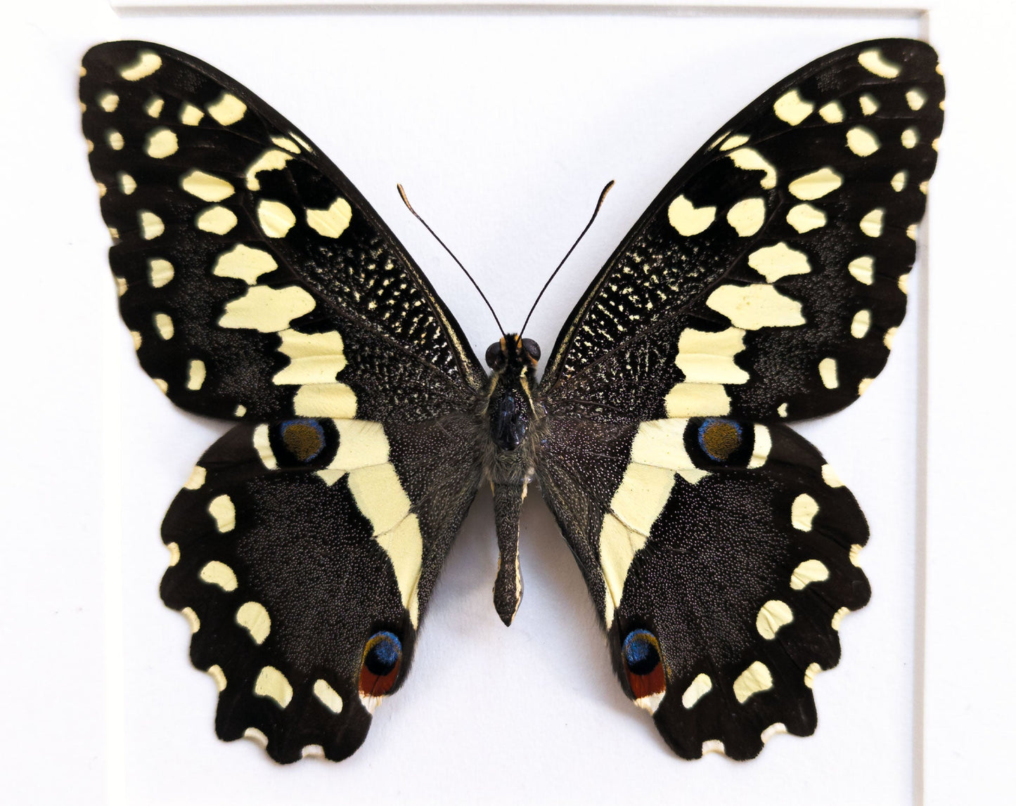 Papilio demodocus  Schmetterling InsectArt