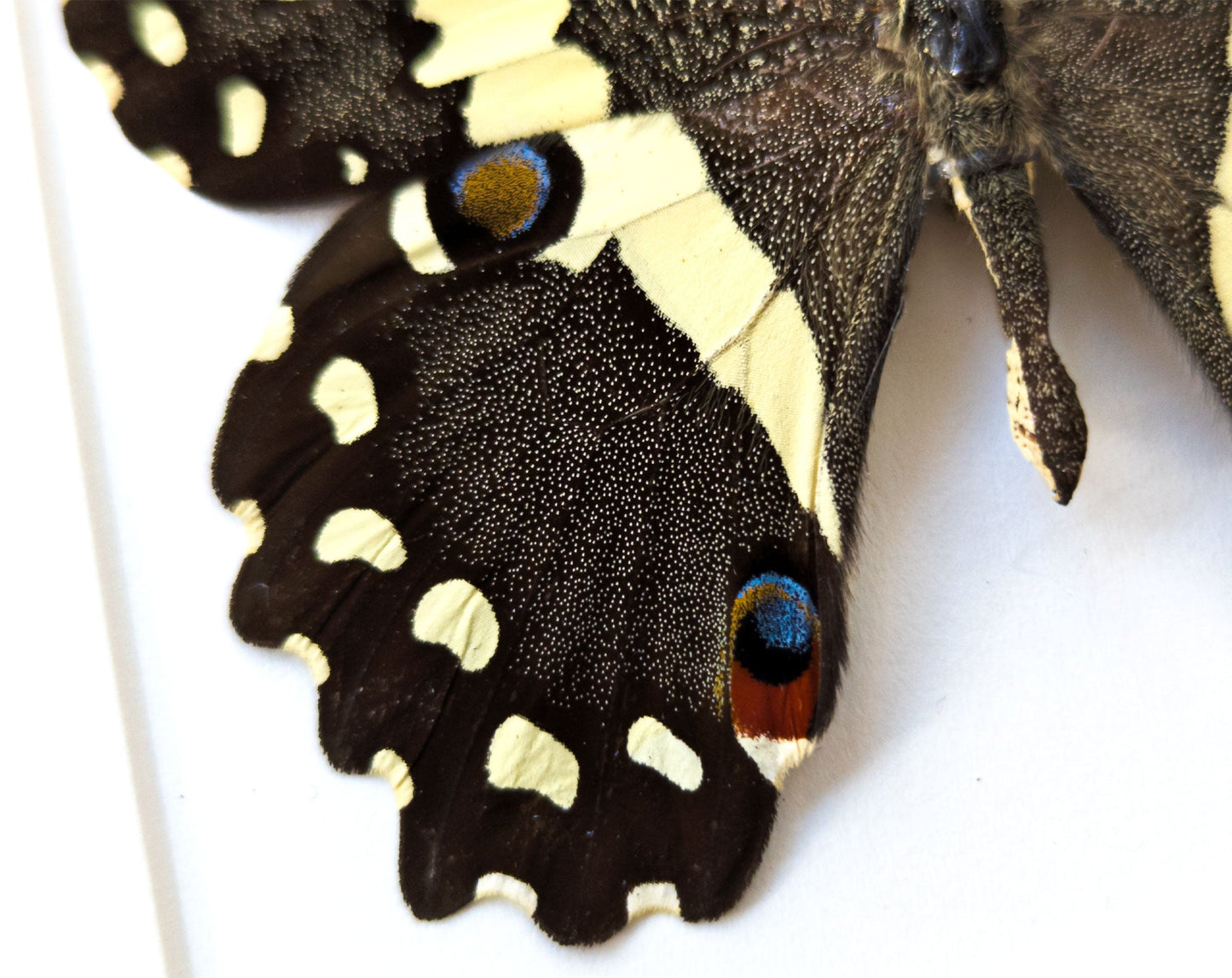 Papilio demodocus  Schmetterling InsectArt