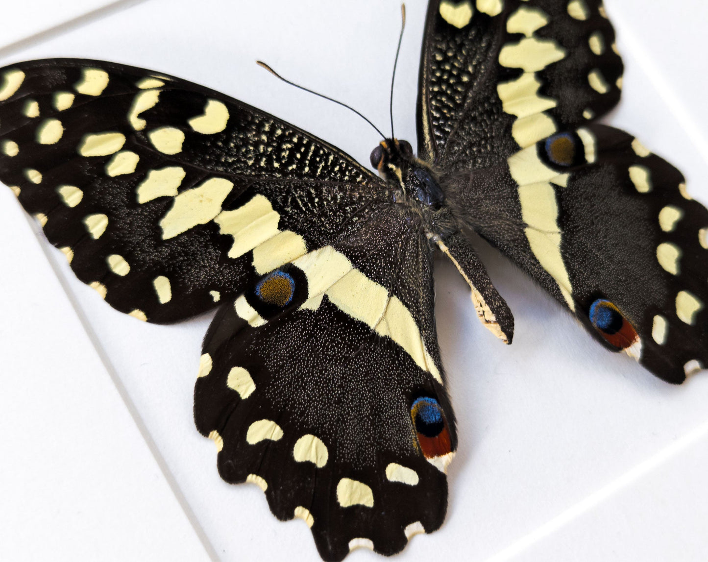 Papilio demodocus  Schmetterling InsectArt