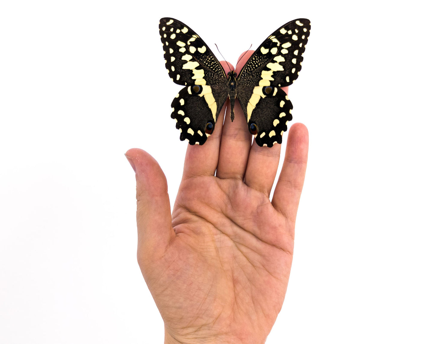 Papilio demodocus  Schmetterling InsectArt