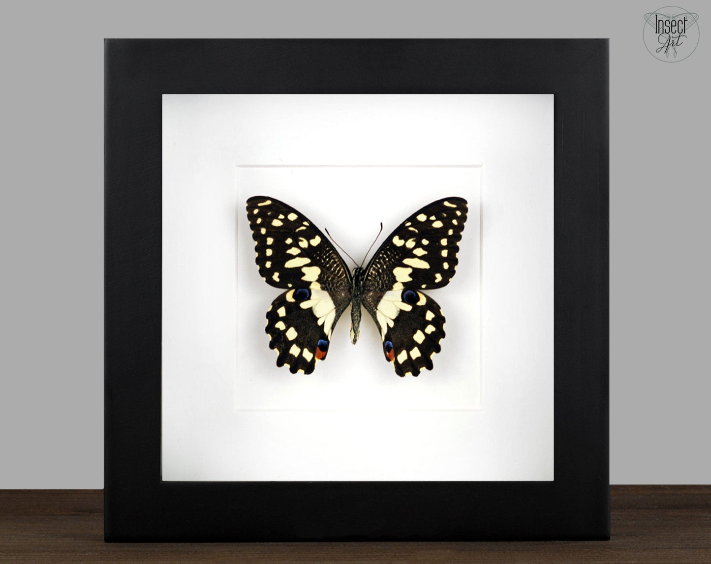 Papilio demodocus  Schmetterling InsectArt