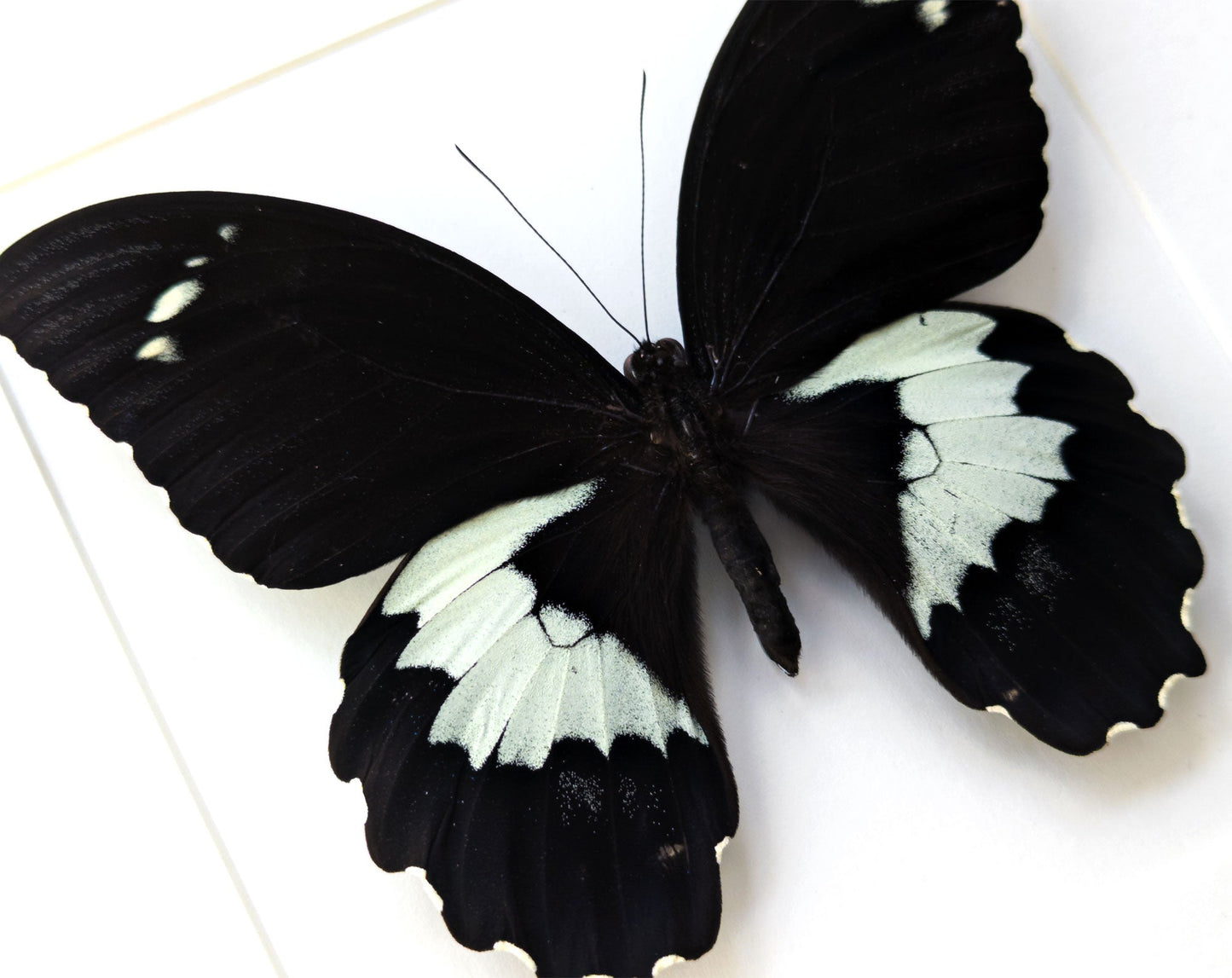 Papilio gambrisius ♂  Schmetterling InsectArt