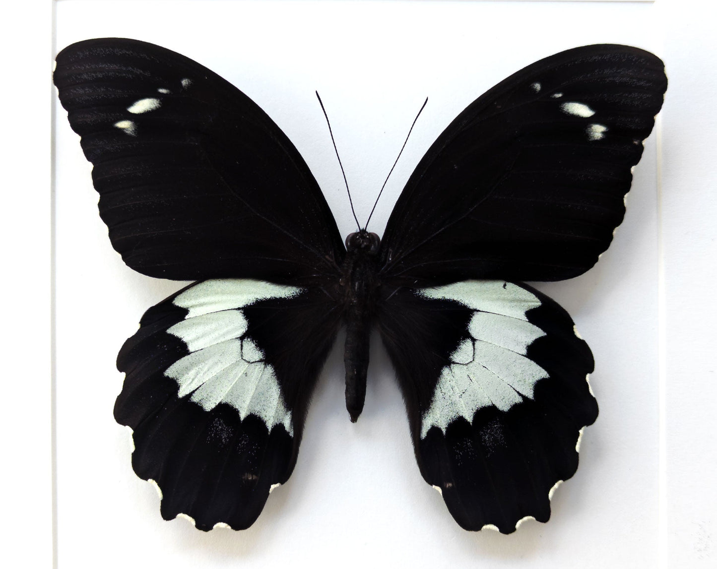 Papilio gambrisius ♂  Schmetterling InsectArt