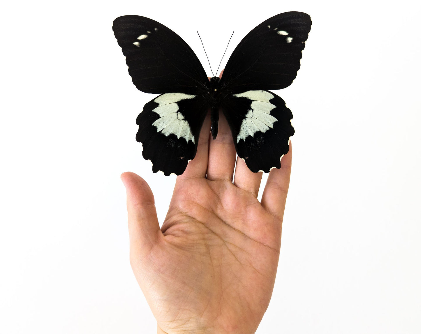 Papilio gambrisius ♂  Schmetterling InsectArt
