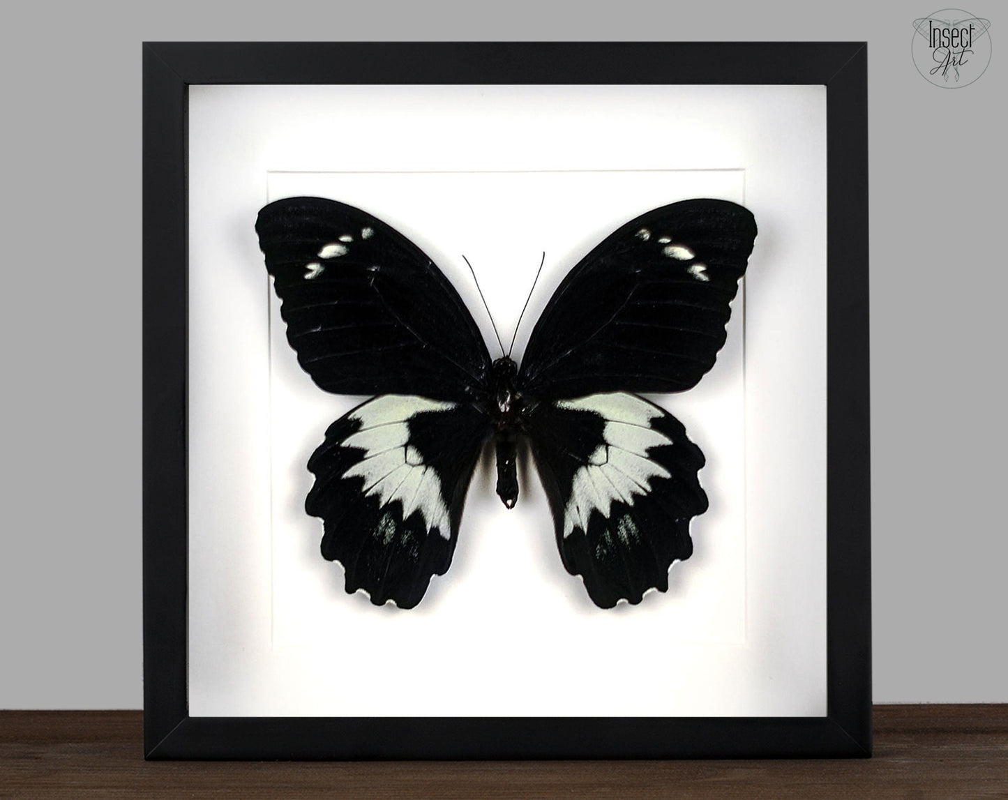 Papilio gambrisius ♂  Schmetterling InsectArt