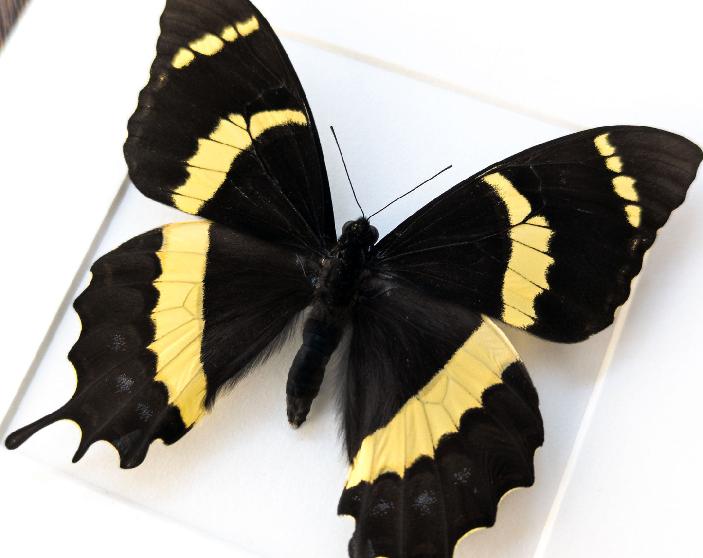 Papilio garamas  Schmetterling InsectArt