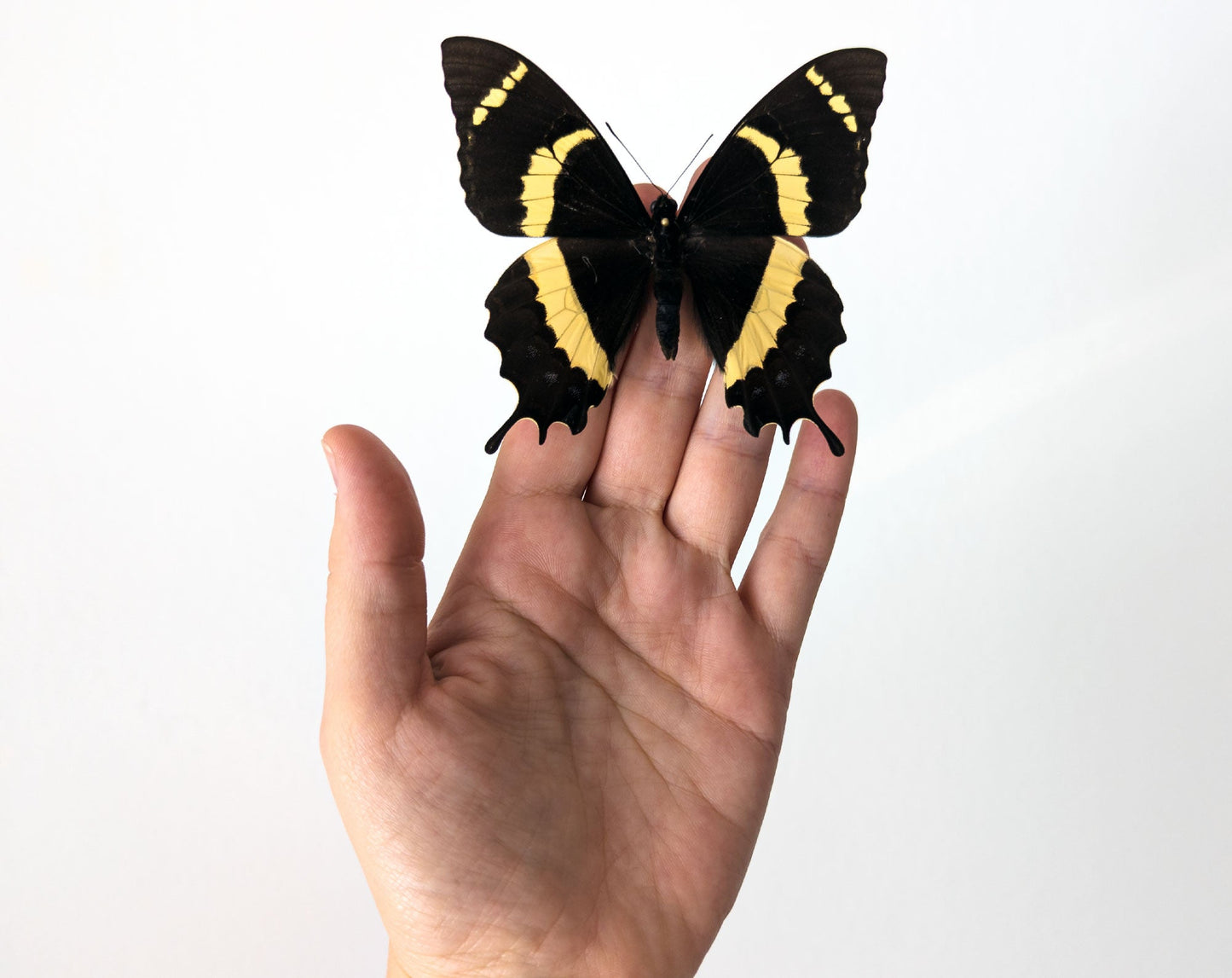 Papilio garamas  Schmetterling InsectArt