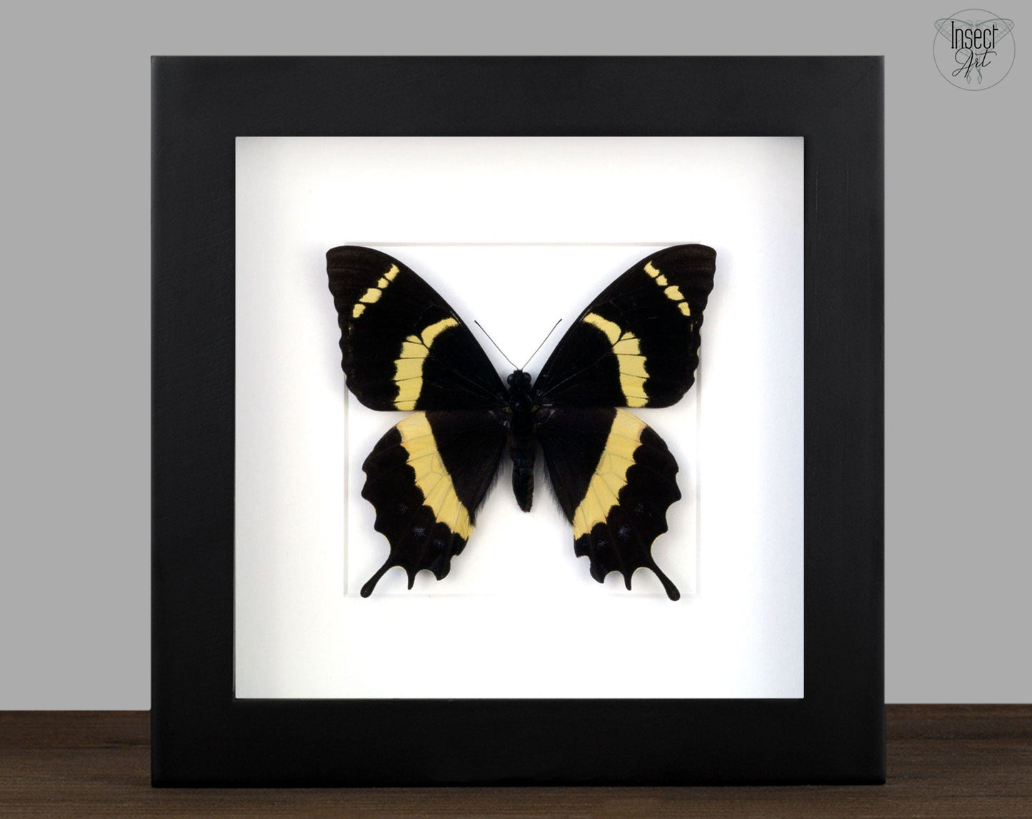 Papilio garamas  Schmetterling InsectArt