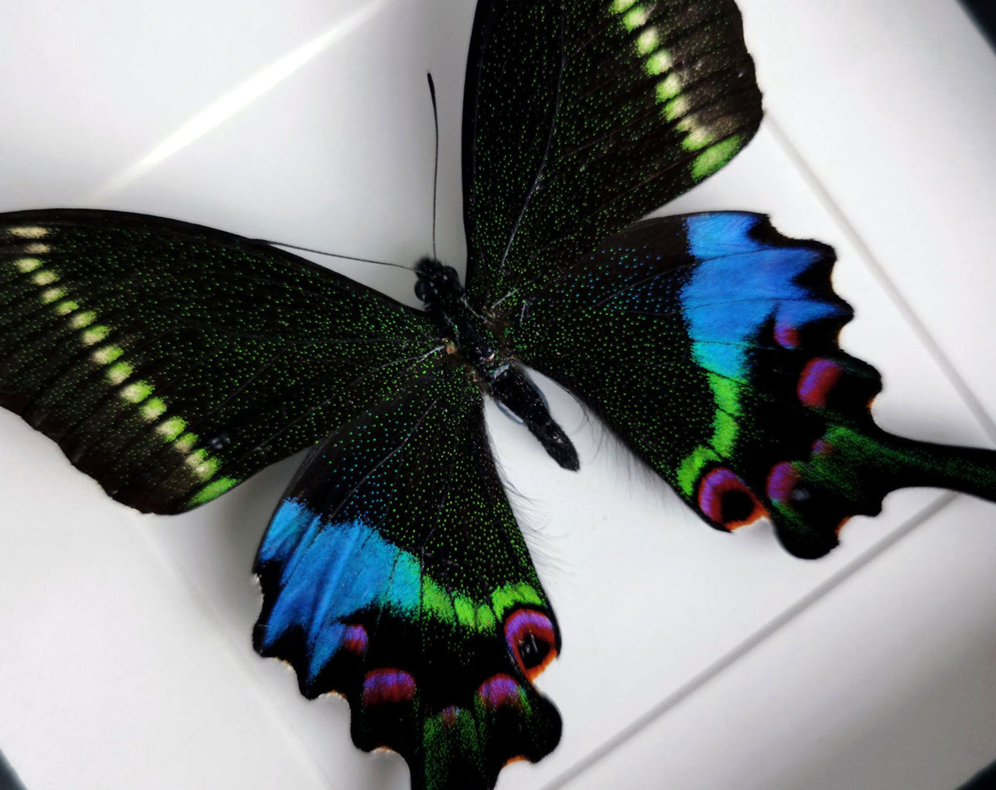 Papilio krishna ♂  Schmetterling InsectArt