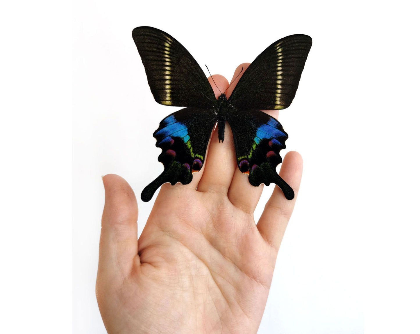 Papilio krishna ♂  Schmetterling InsectArt