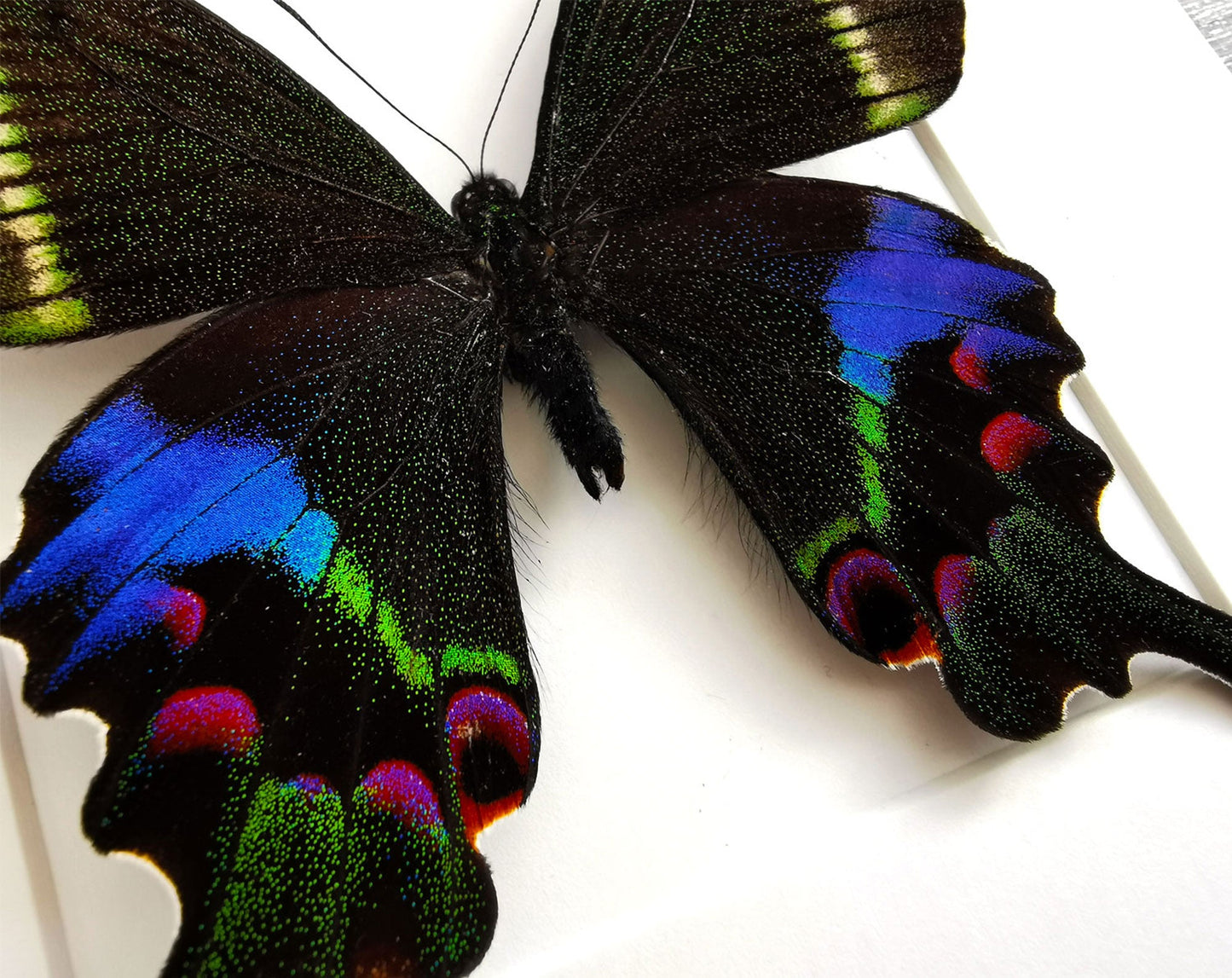 Papilio krishna ♂  Schmetterling InsectArt