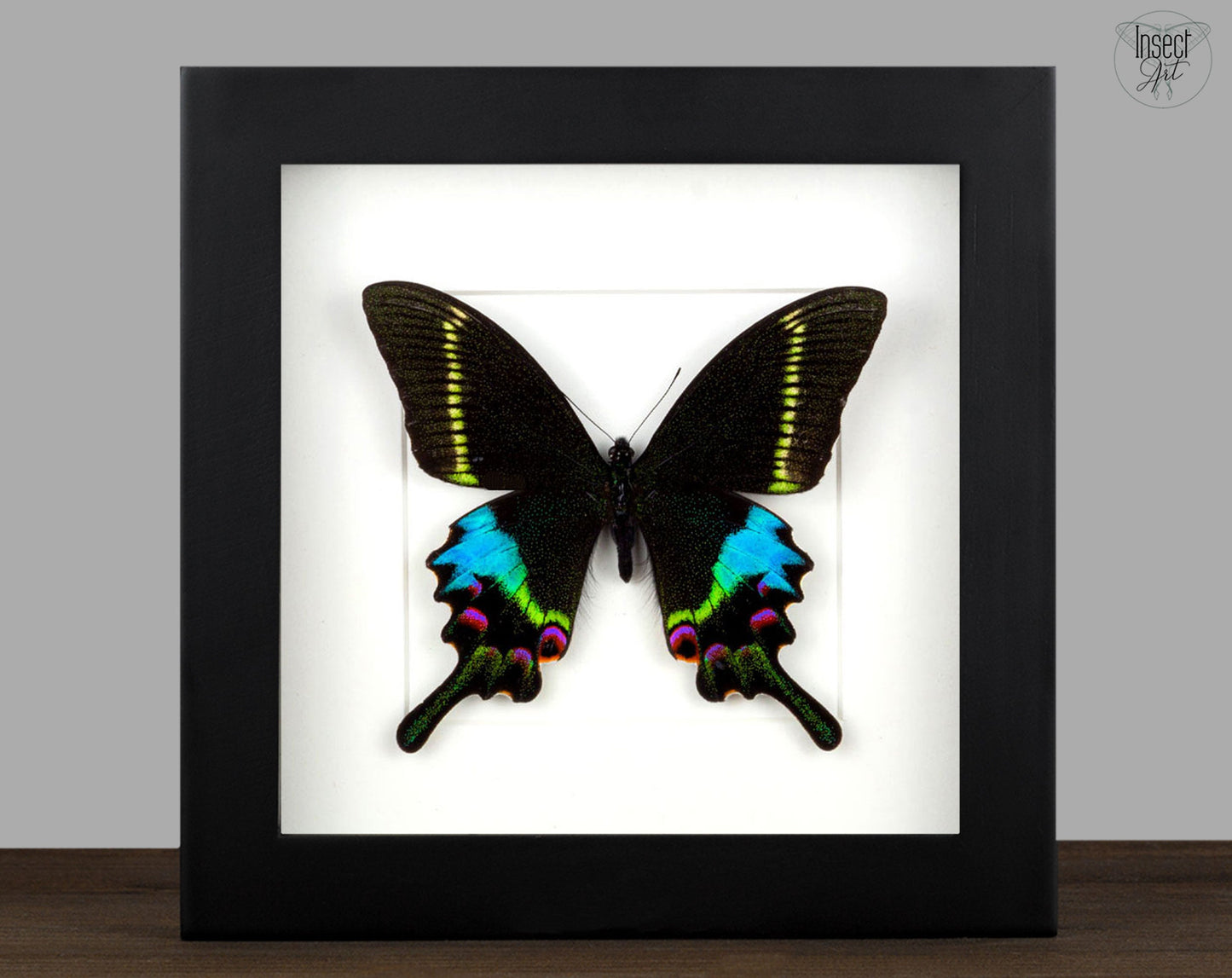 Papilio krishna ♂  Schmetterling InsectArt