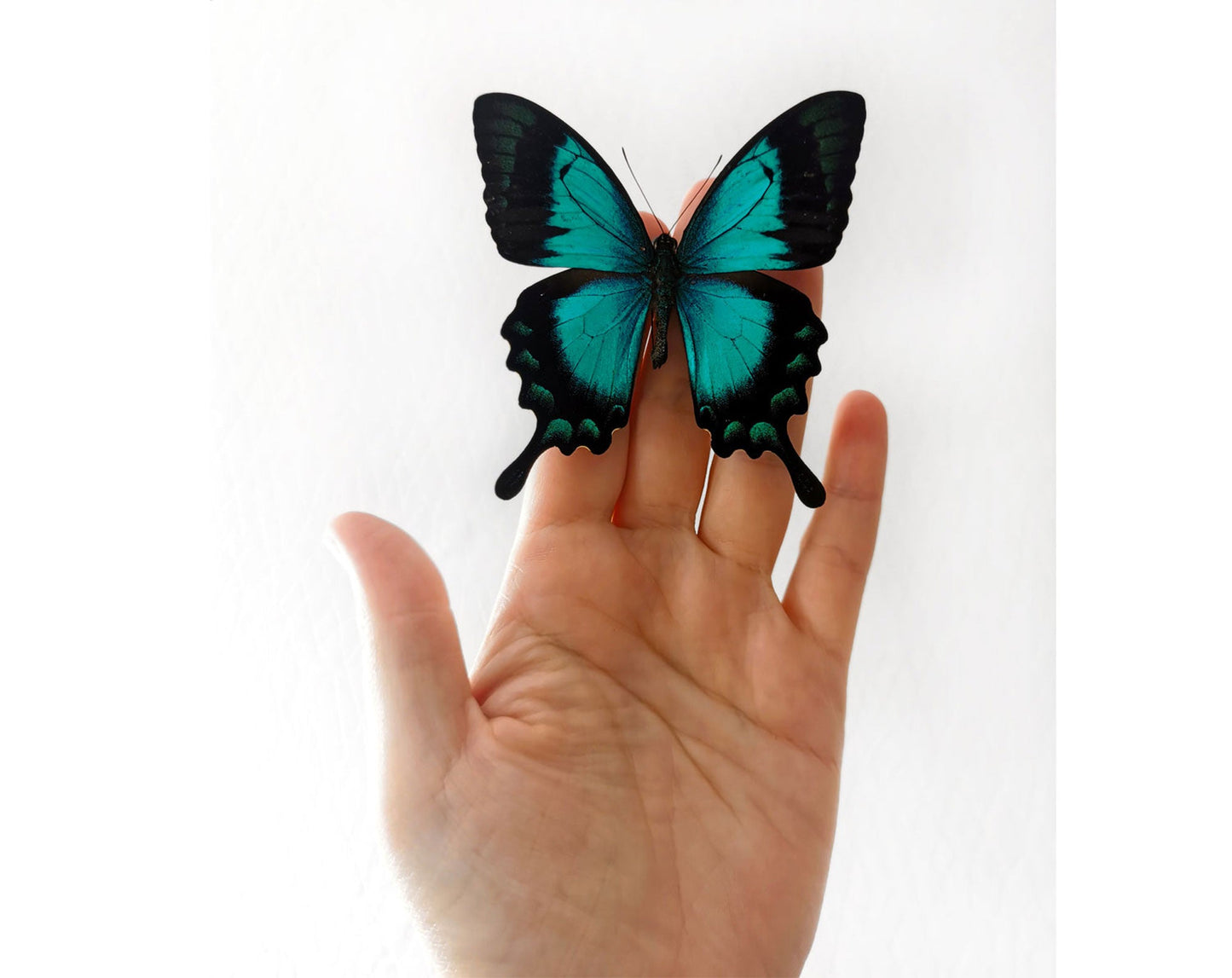 Papilio lorquinianus ♂  Schmetterling InsectArt