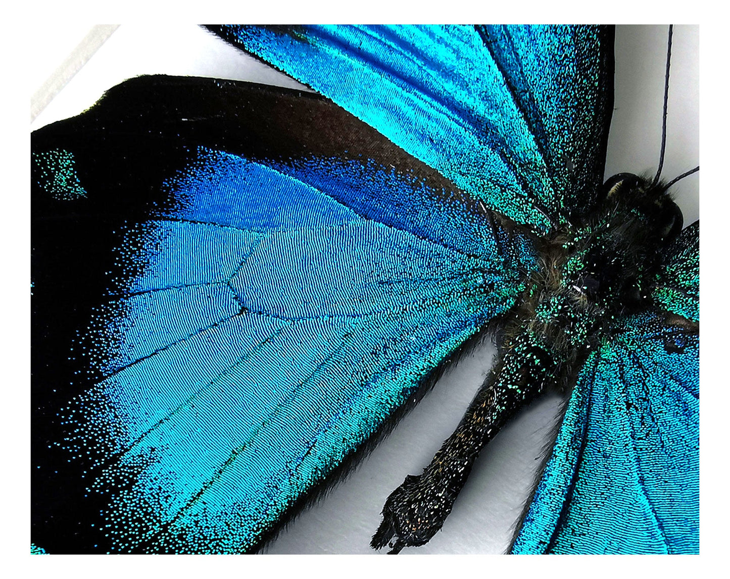 Papilio lorquinianus ♂  Schmetterling InsectArt